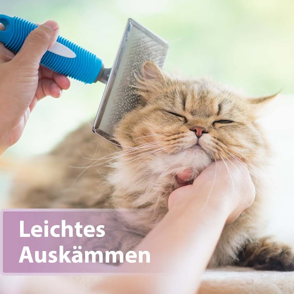 Chat peigné avec une brosse. Texte : Démêlage facile.