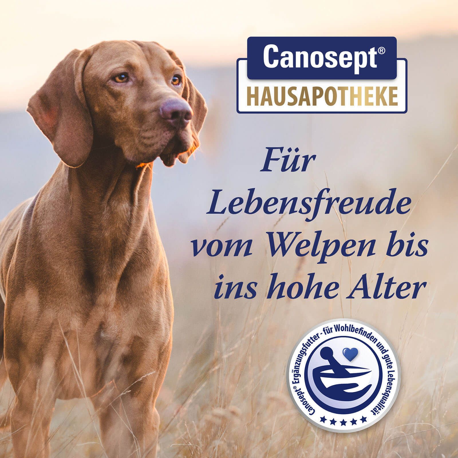Canosept® Gewrichtstabletten