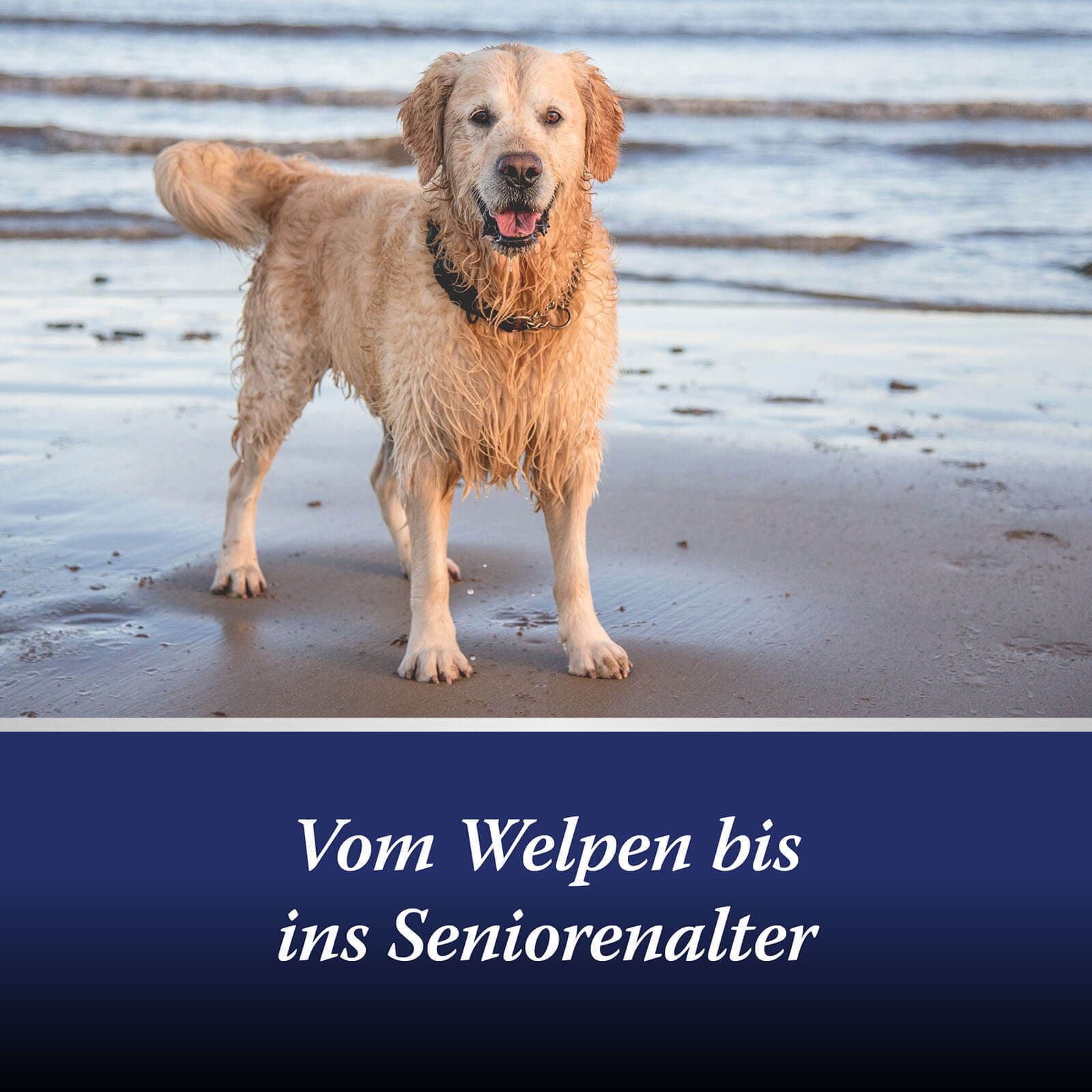 Canosept® Gewrichtstabletten