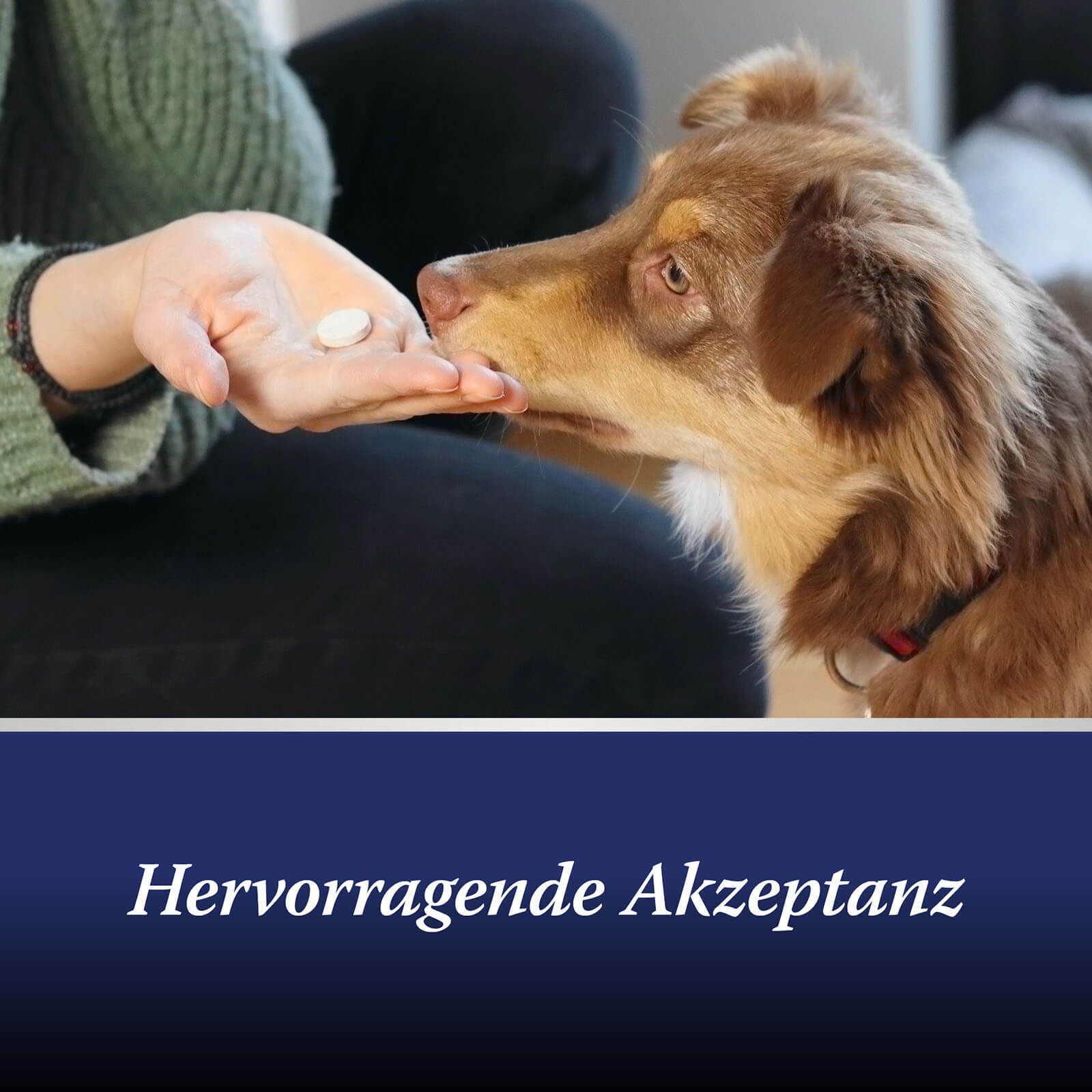 Canosept® Gewrichtstabletten