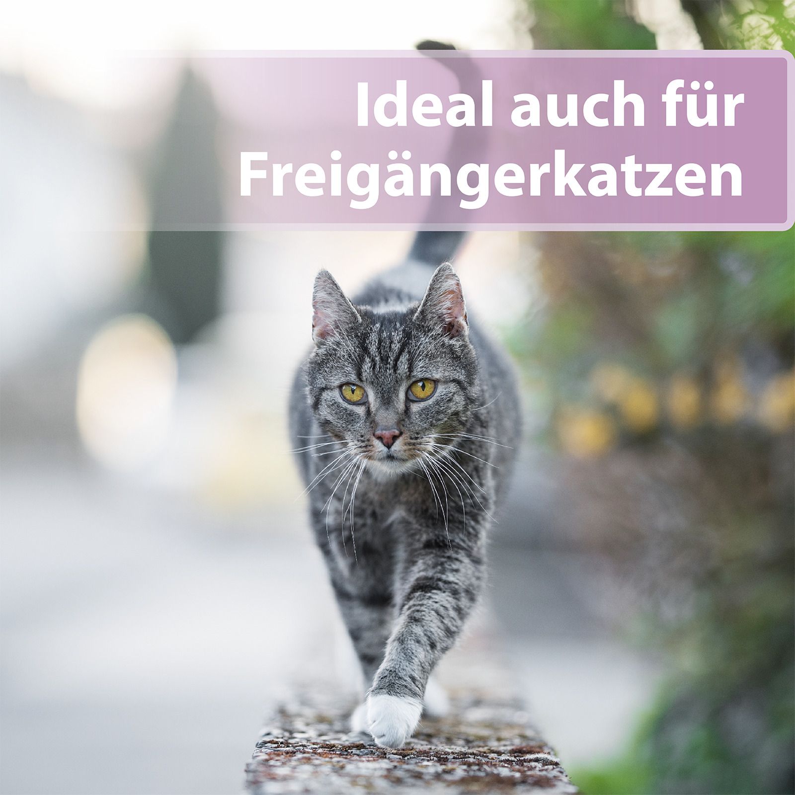 Felisept Pootverzorging voor katten