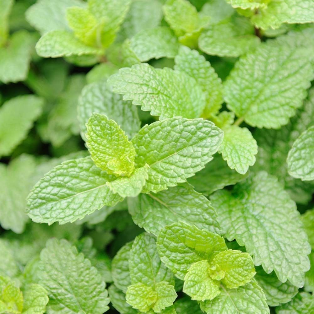 Close-up van groene muntbladeren.