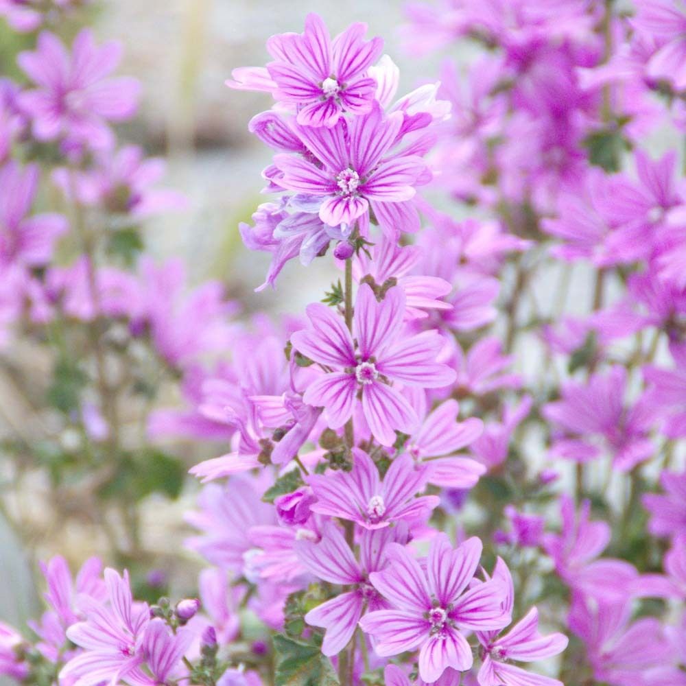 Gros plan sur des fleurs roses. Nombreux pétales. Sur tige verte.
