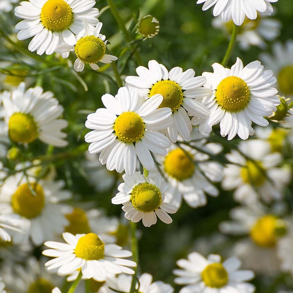 Gros plan sur des fleurs de camomille. Pétales blancs, centre jaune.