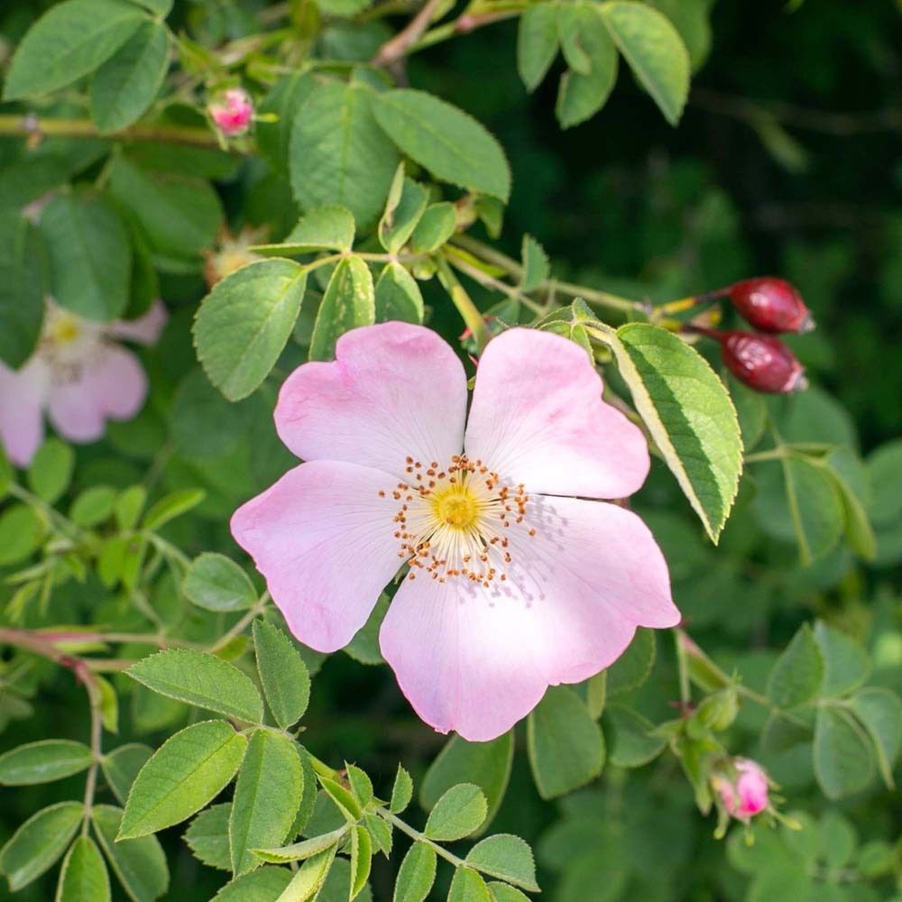 Gros plan d'une fleur de rosier sauvage avec feuilles et cynorhodons. Pétales roses, étamines jaunes.