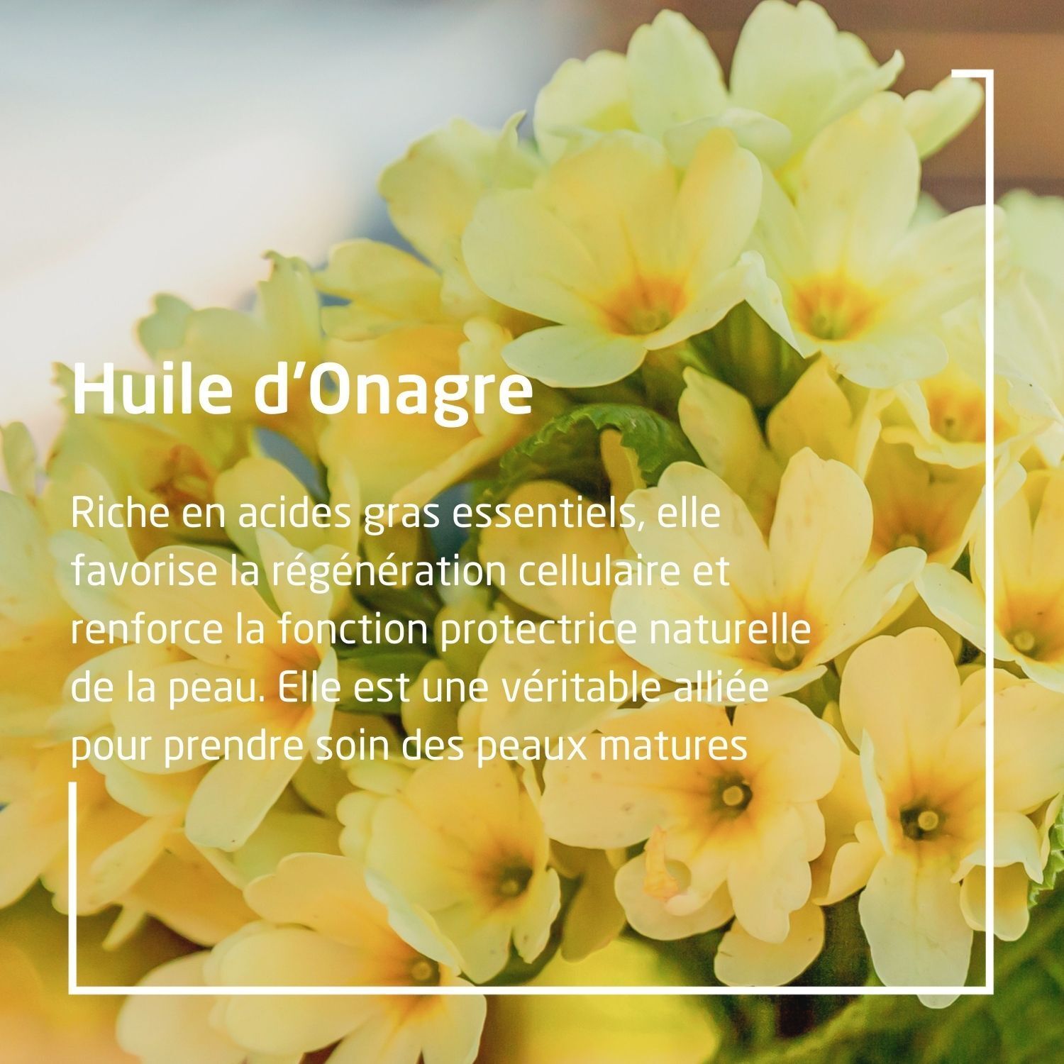Texte: Huile d'Onagre. Riche en acides gras essentiels. Favorise la régénération cellulaire. Pour peaux matures.