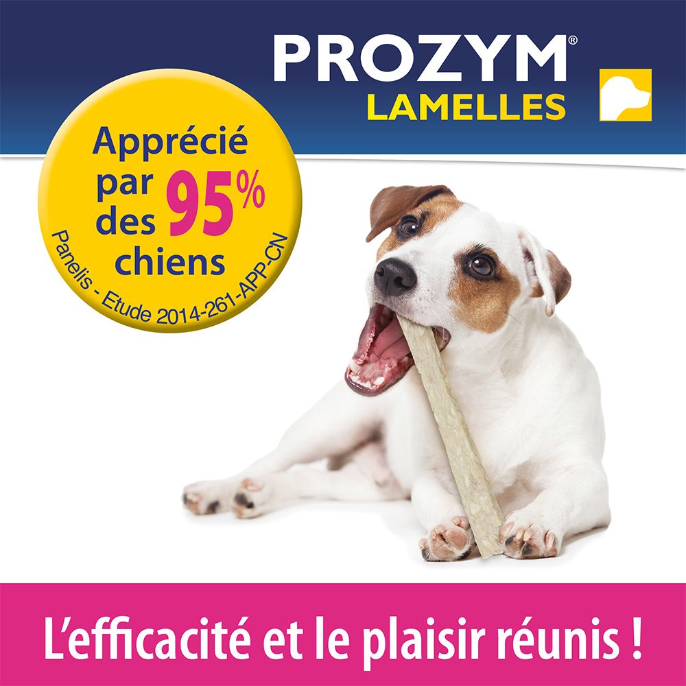 Chien mâchant une lamelle. PROZYM LAMELLES. Approuvé par 95% des chiens. Efficacité et plaisir réunis.