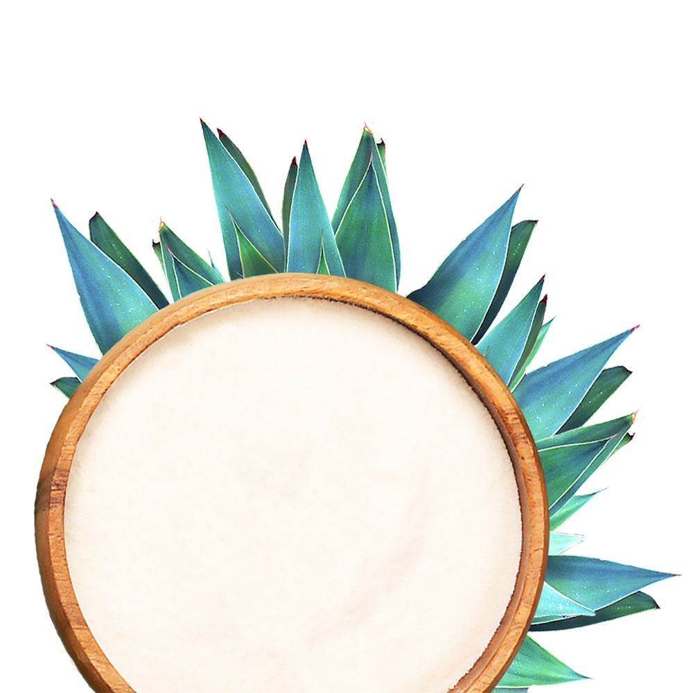 Bol en bois avec poudre blanche, entouré de feuilles d'agave. Gros plan, isolé sur fond blanc.