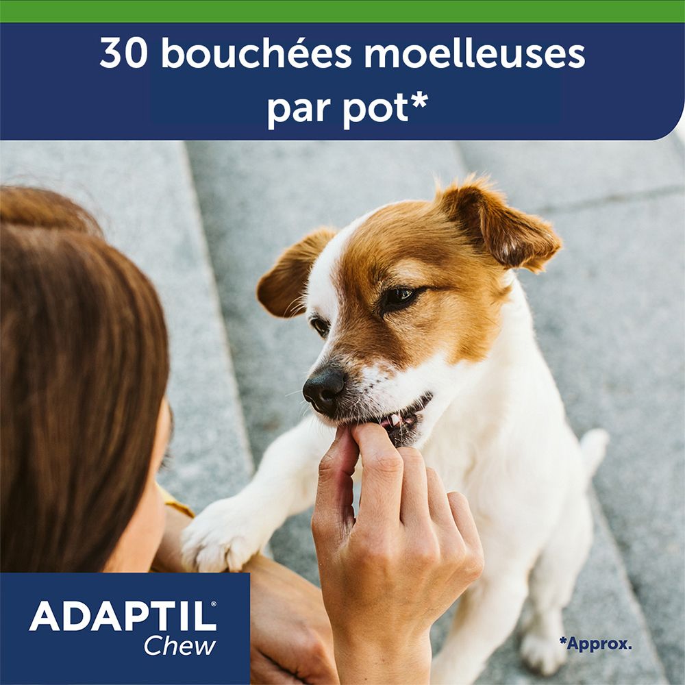 Une personne donne une bouchée à un chien. Logo Adaptil Chew. Le chien mange. Fond: pavés.
