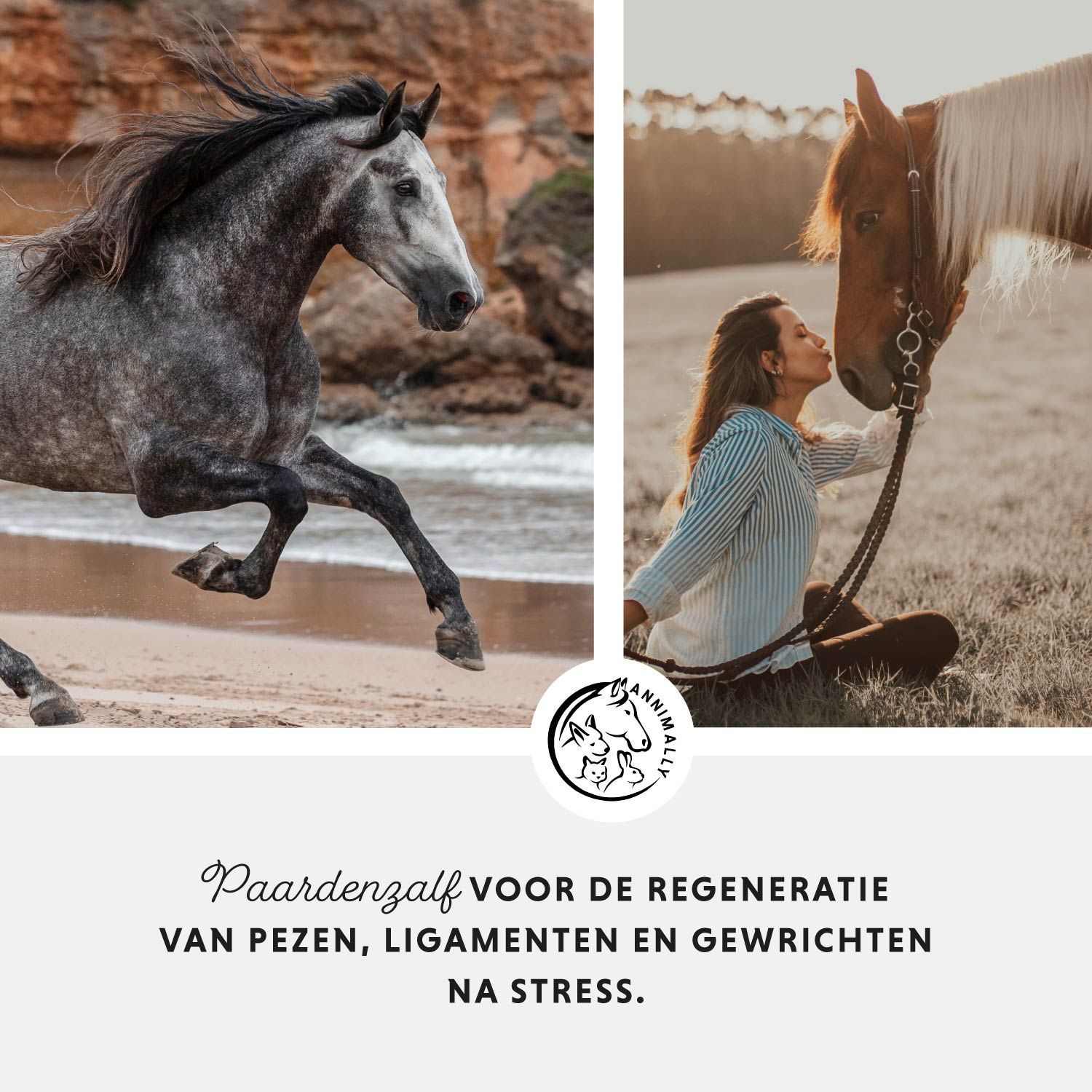 Twee paarden. Logo. Tekst: Paardenzalf voor de regeneratie van pezen, ligamenten en gewrichten na stress.