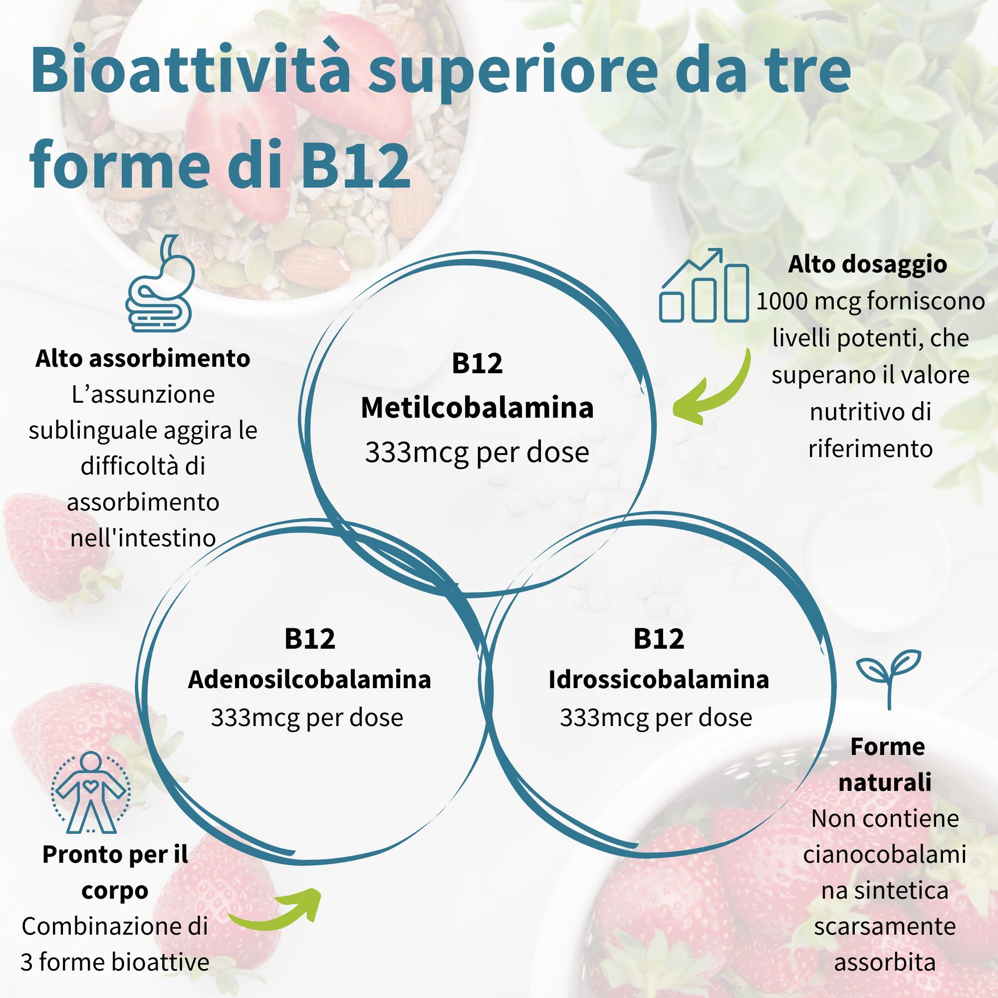 Graphique avec trois cercles. Texte : B12 méthylcobalamine, adénosylcobalamine, hydroxocobalamine. Dosage élevé.