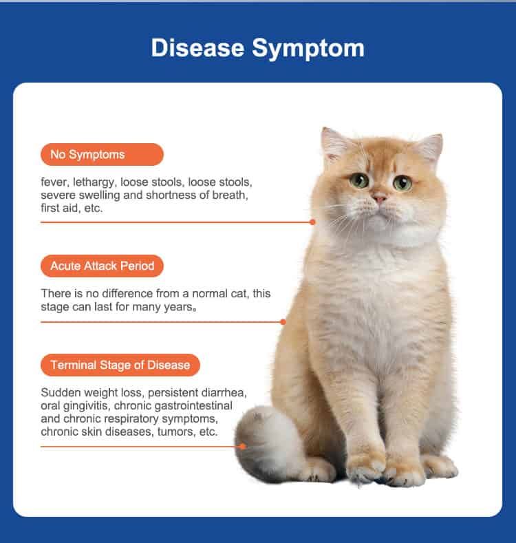 Informatie over FIV-symptomen bij katten, met kattenafbeelding en tekstuele beschrijvingen.