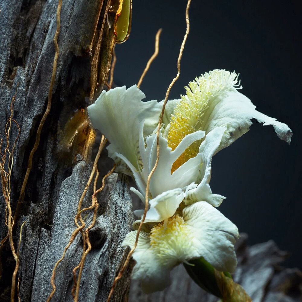 Gros plan d'une fleur blanche avec détails jaunes, entourée de vrilles dorées et de bois.