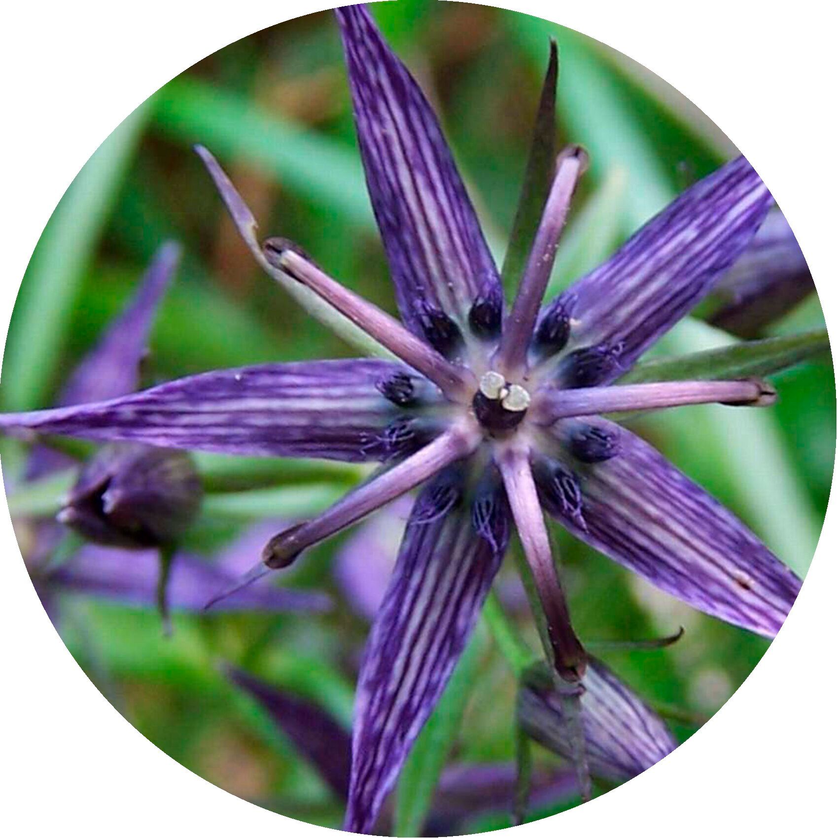 Gros plan d'une fleur violette avec des pétales en forme d'étoile. La fleur est placée dans un cercle vert.