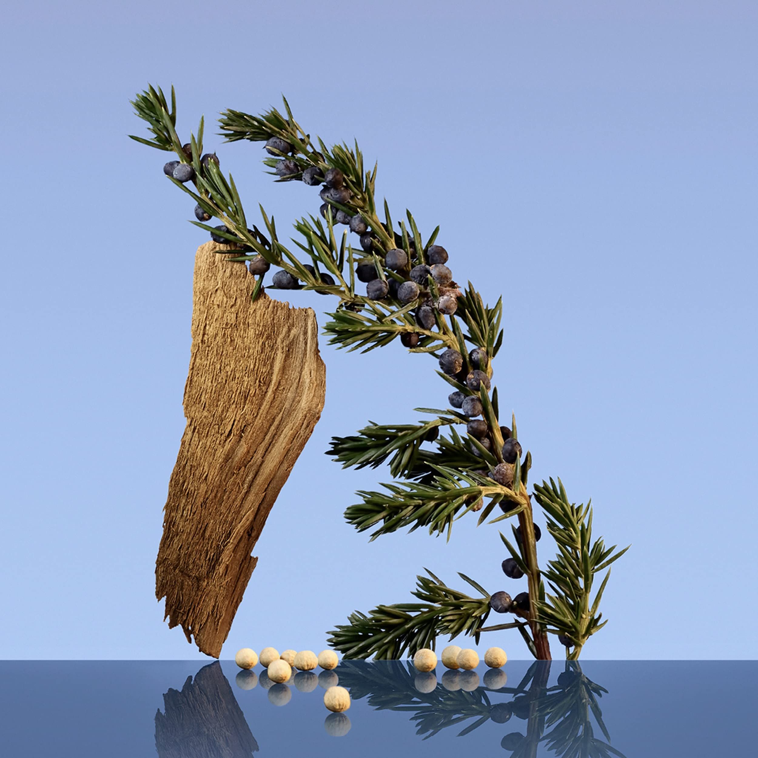 Tak met jeneverbessen, stuk hout en peperkorrels. Op blauwe achtergrond met reflectie.