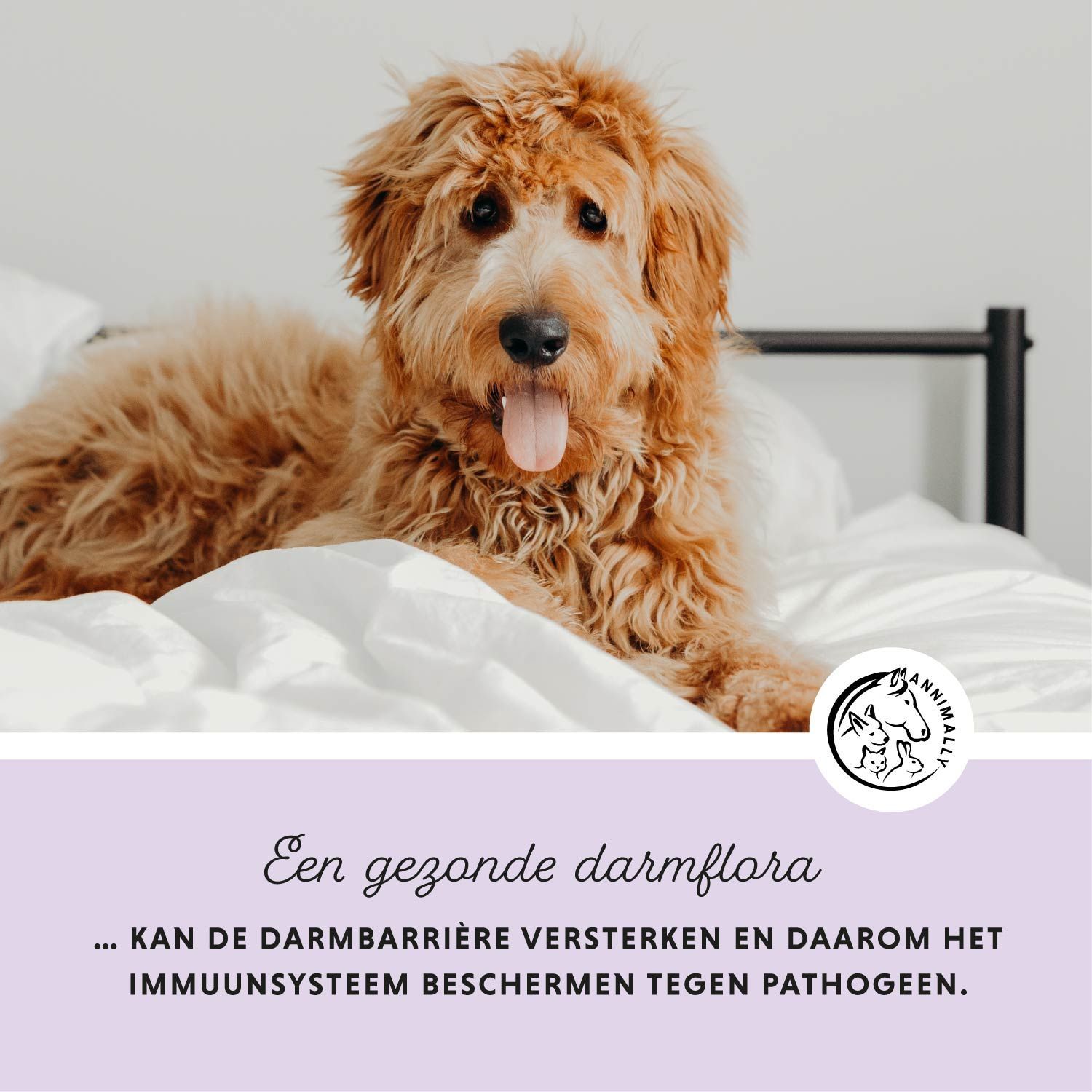 Hond op bed. Tekst: Een gezonde darmflora... kan de darmbarrière versterken en het immuunsysteem beschermen.