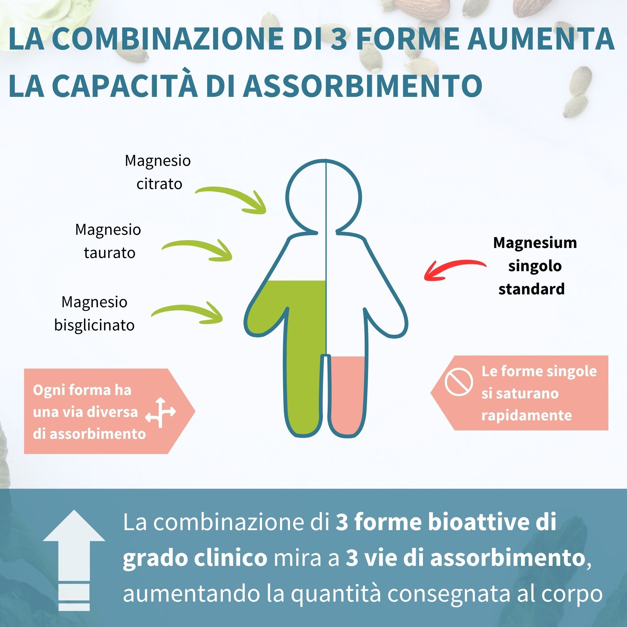 Schéma de l'absorption des formes de magnésium par le corps.