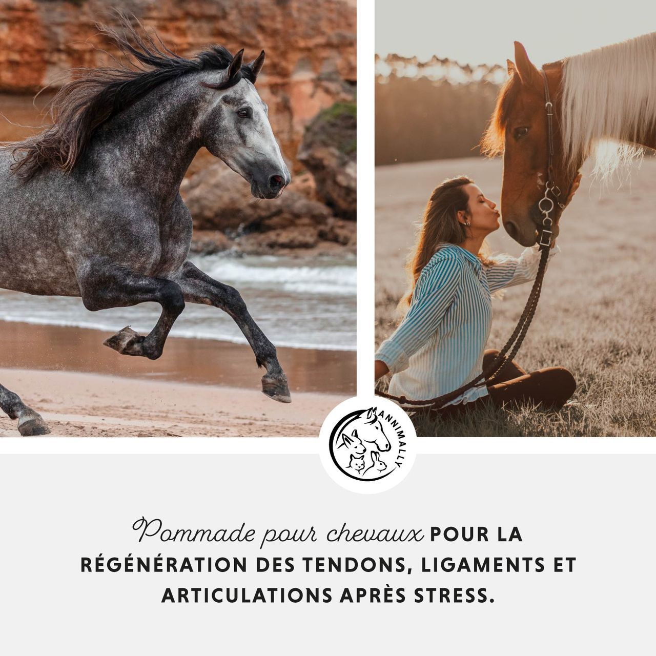 Deux chevaux. Logo. Texte: Pommade pour chevaux pour la régénération des tendons, ligaments et articulations après stress.