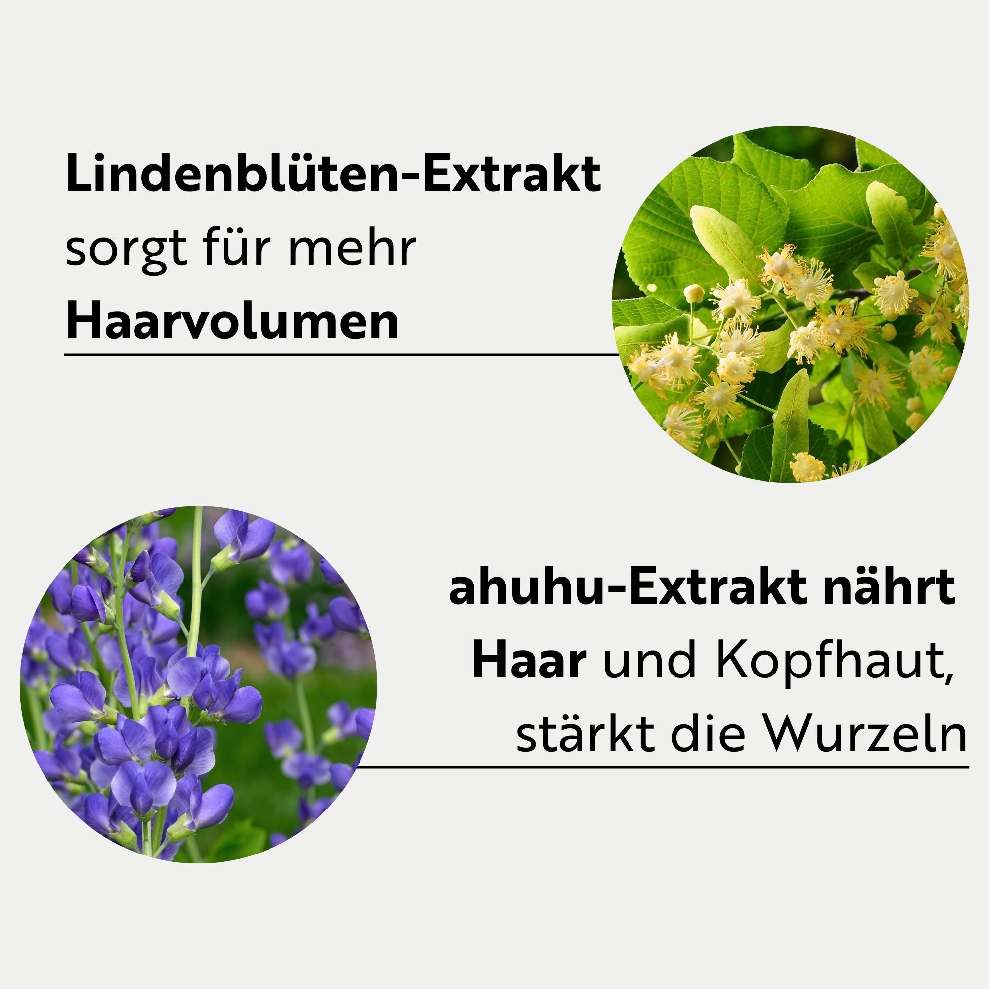 Twee cirkels met planten en tekst. Lindebloesemextract zorgt voor meer haarvolume. ahuhu-extract voedt haar en hoofdhuid, versterkt de wortels.