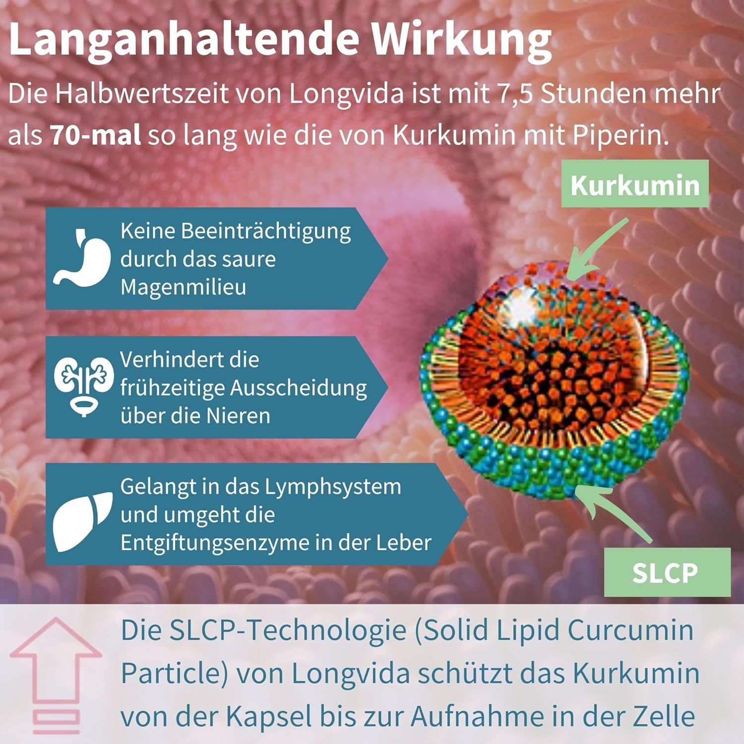 Grafiek toont SLCP-technologie van Longvida Curcumine voor celabsorptie.