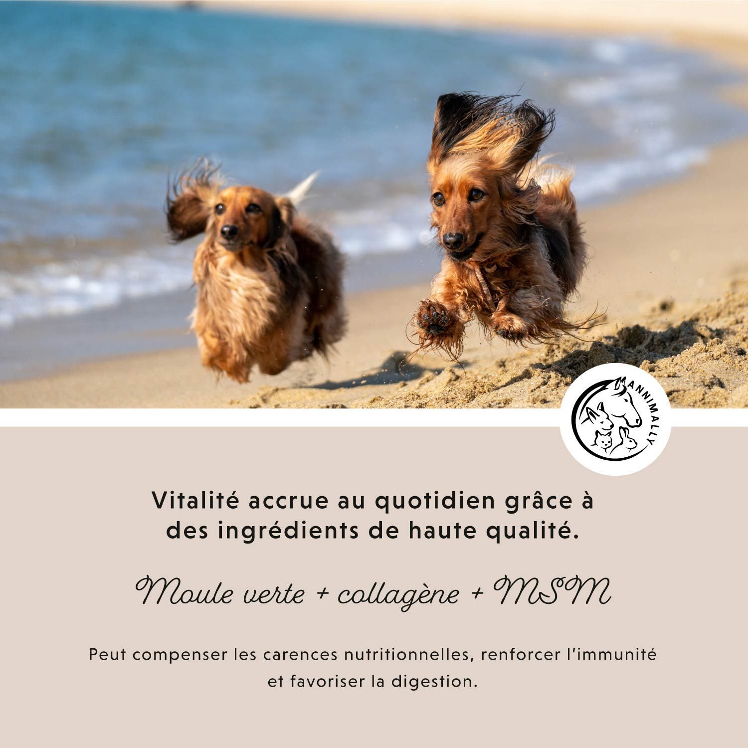 Deux chiens sur la plage. Texte: Moule verte + collagène + MSM. Peut compenser les carences nutritionnelles.