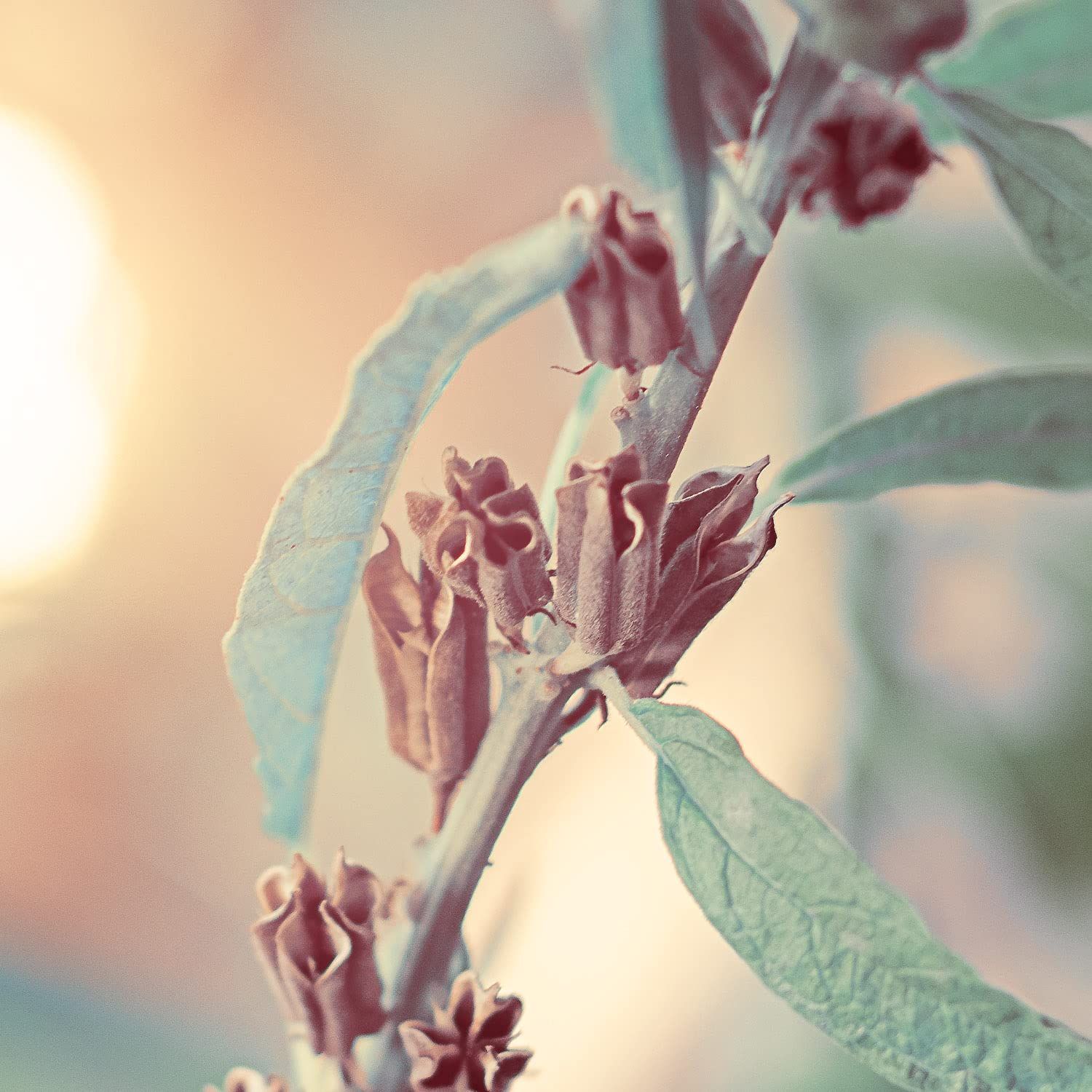 Tak met bladeren en bloemknoppen. Achtergrond: zonlicht.
