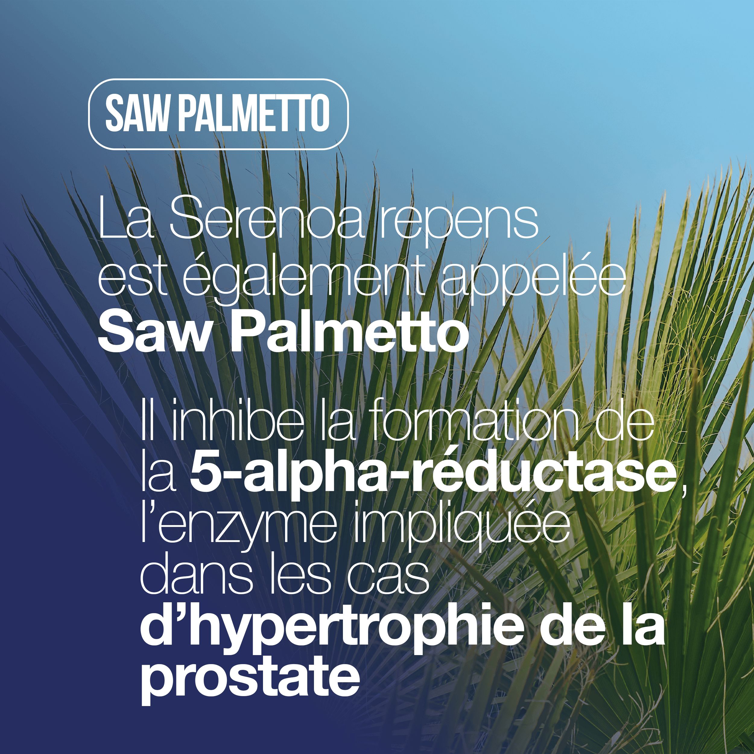LA.GA© Serenoa Repens: Prostate & Confort. Saw Palmetto, Boswellia, Citrouille et Lycopène.