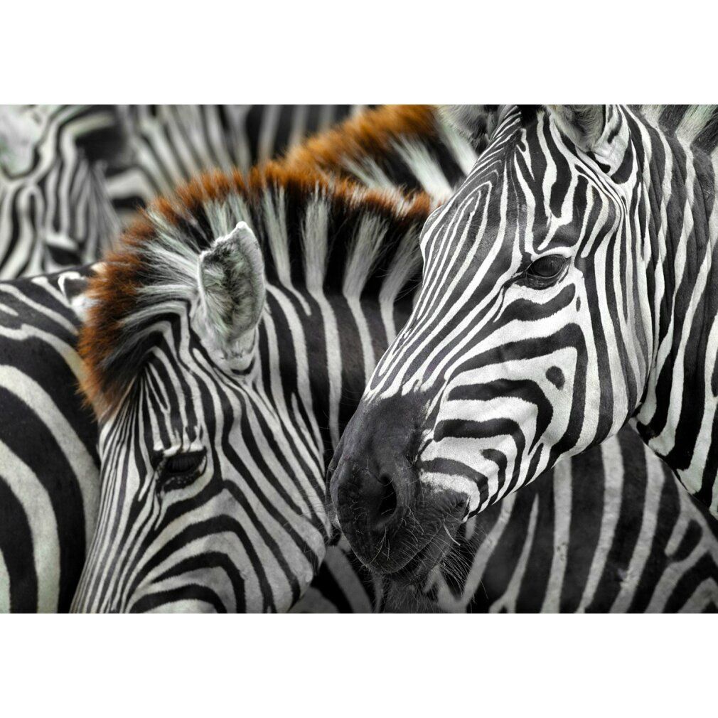 enjoy Puzzel Zebras 1000 stuks