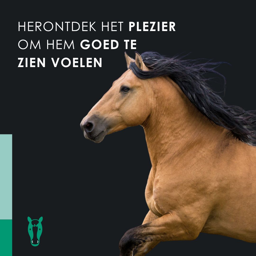 Cheval courant. Texte : Découvrez le plaisir de le voir se sentir bien.