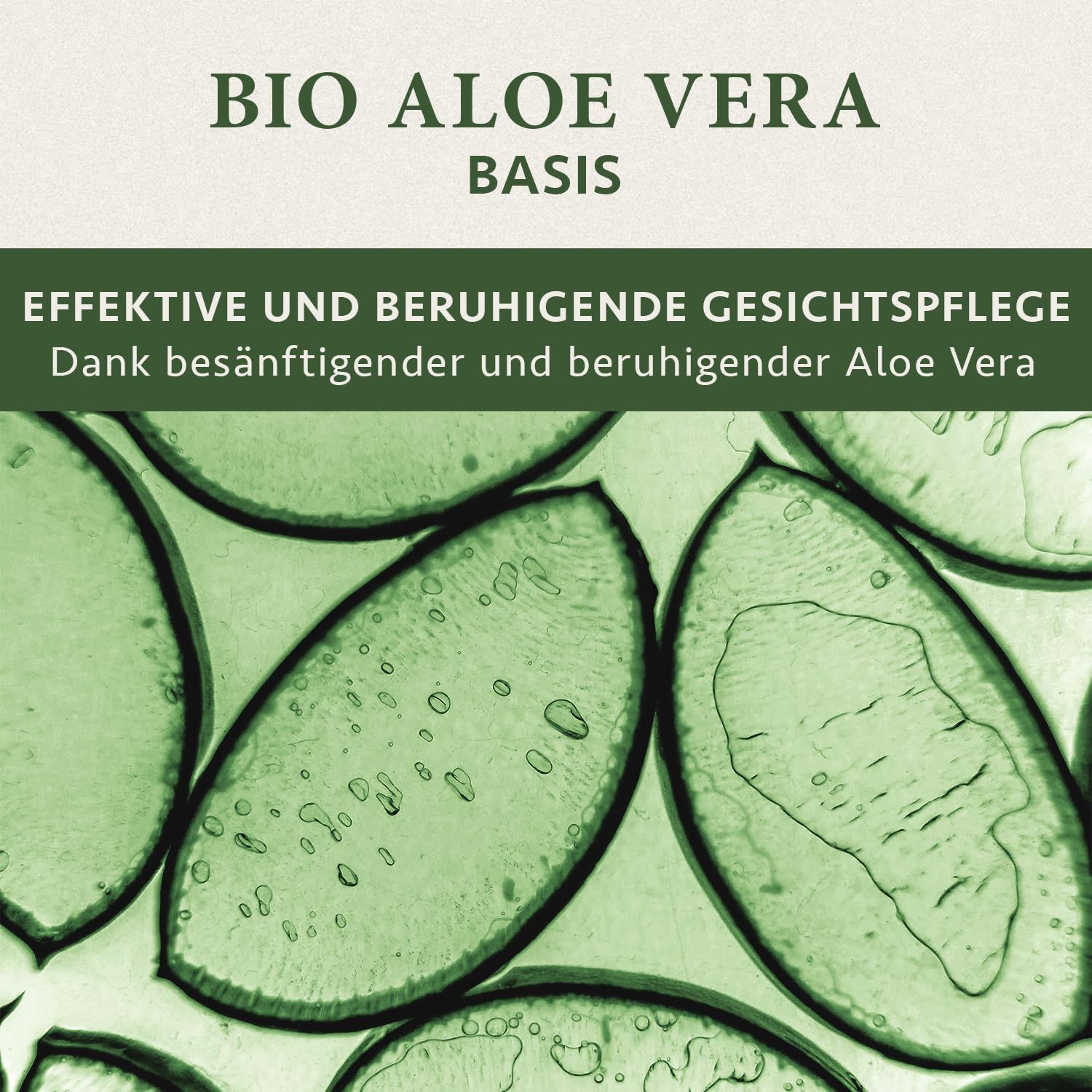 Gros plan de tranches d'aloe vera dans une boîte de Pétri.