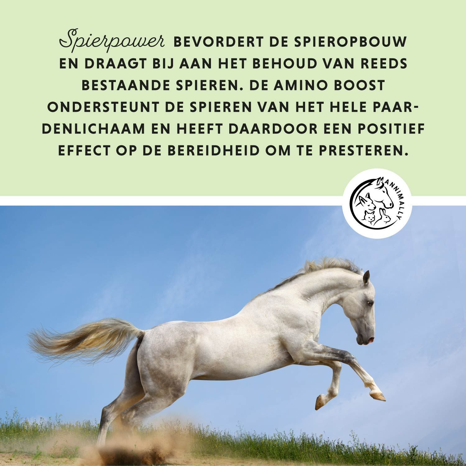 Wit paard rent. Tekst: Spierpower bevordert de spieropbouw. Aminozuren.