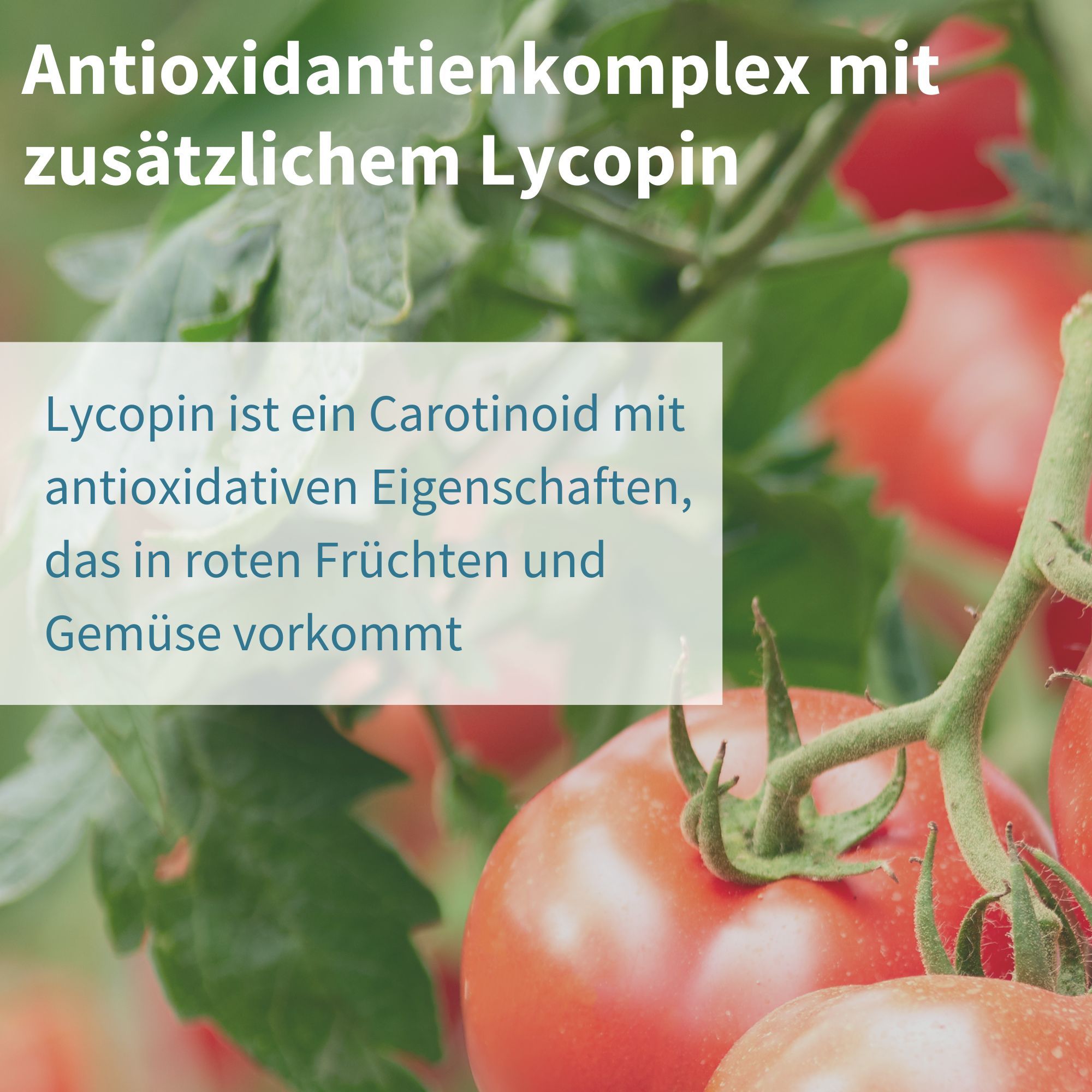 Plante de tomate avec des tomates mûres, lycopène comme antioxydant.