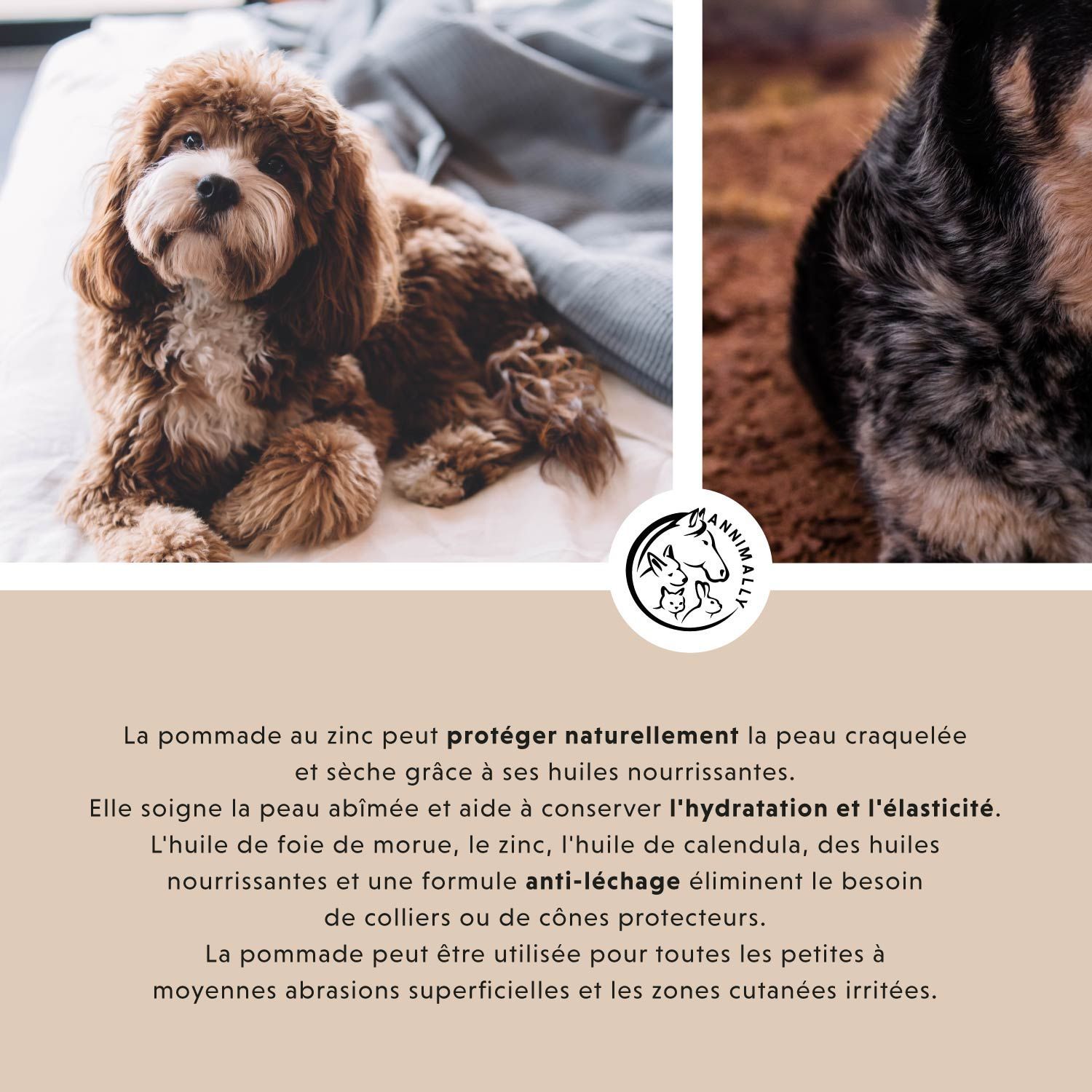 Texte sur l'adéquation aux chats et aux petits animaux. Avec lapin et chat.