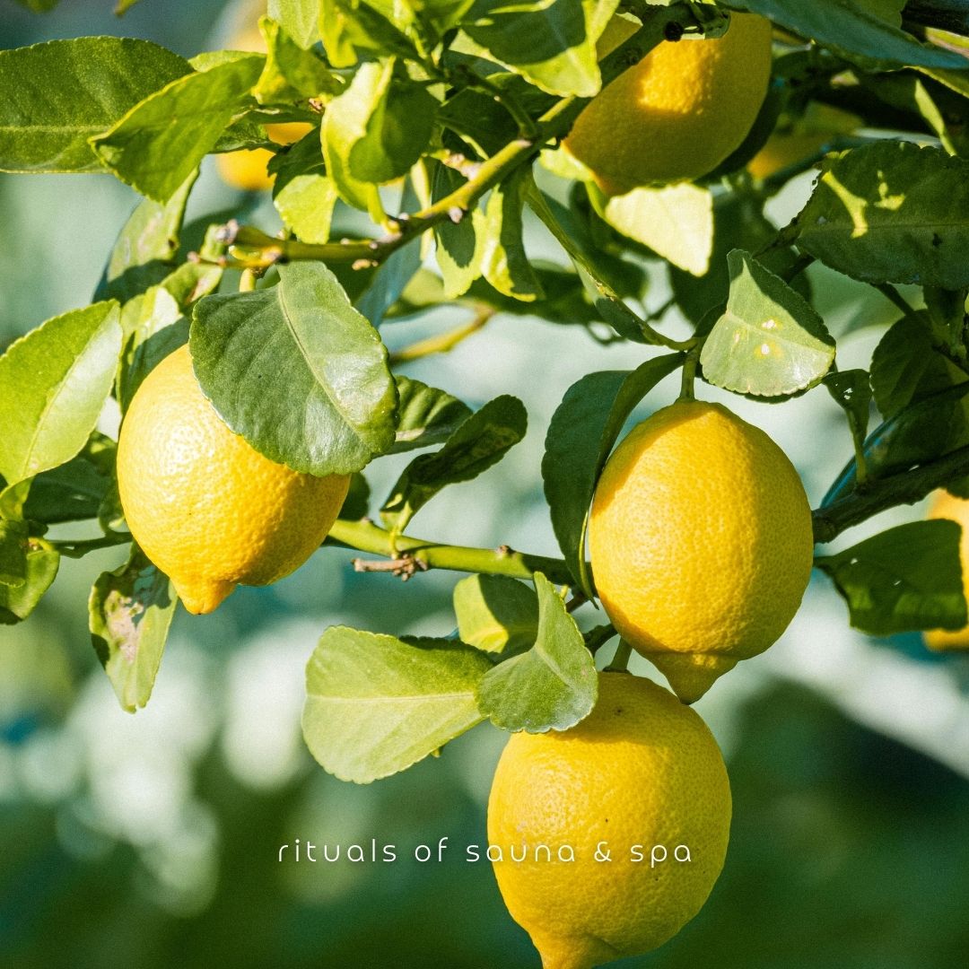 Citrons sur un arbre. Feuilles et lumière du soleil.