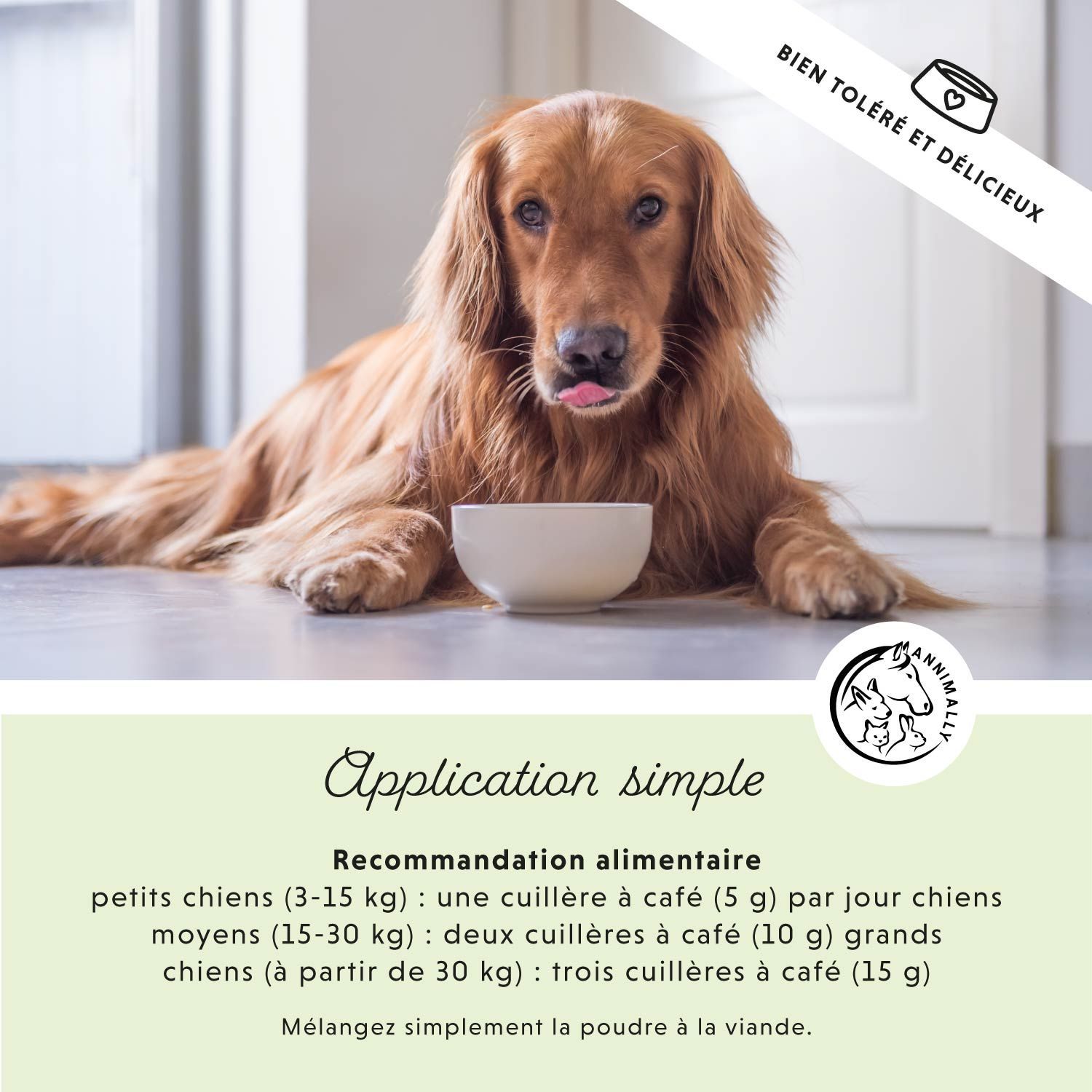Golden Retriever avec bol. Texte: Application facile. Recommandations alimentaires pour petits, moyens et grands chiens.