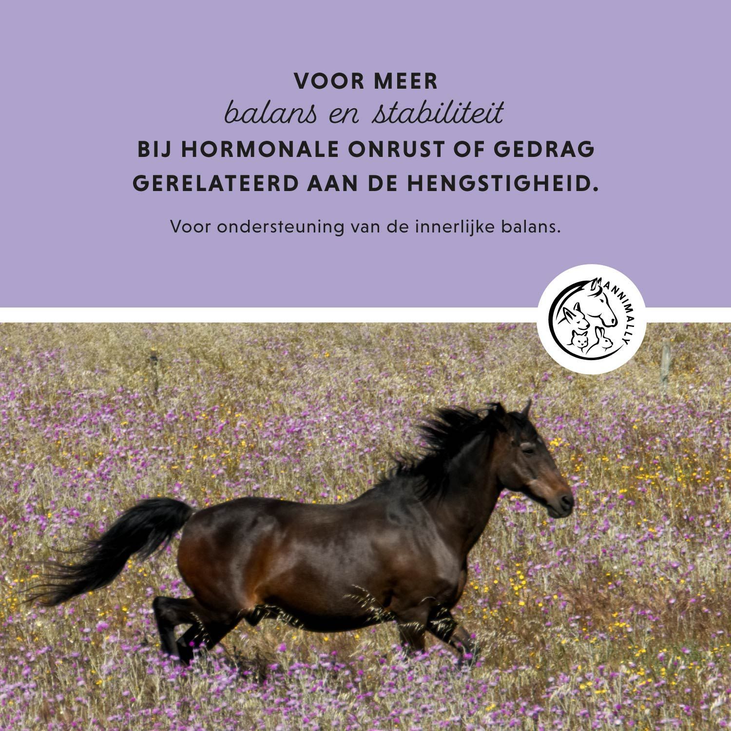 Bruin paard rent door een veld met paarse bloemen. Tekst: Voor meer evenwicht en stabiliteit.