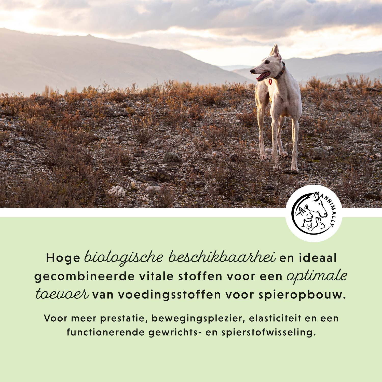 Hond op heuvel. Tekst: Hoge biologische beschikbaarheid en vitale stoffen voor optimale voedingsstoffen.