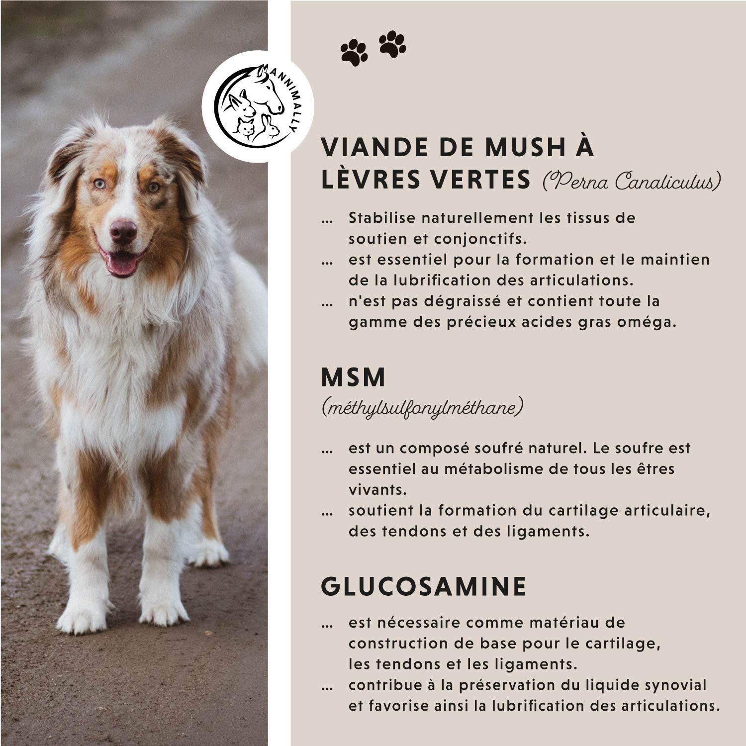 Texte avec ingrédients : Moule aux lèvres vertes, MSM, Glucosamine. Chien. Logo. Empreintes de pattes.