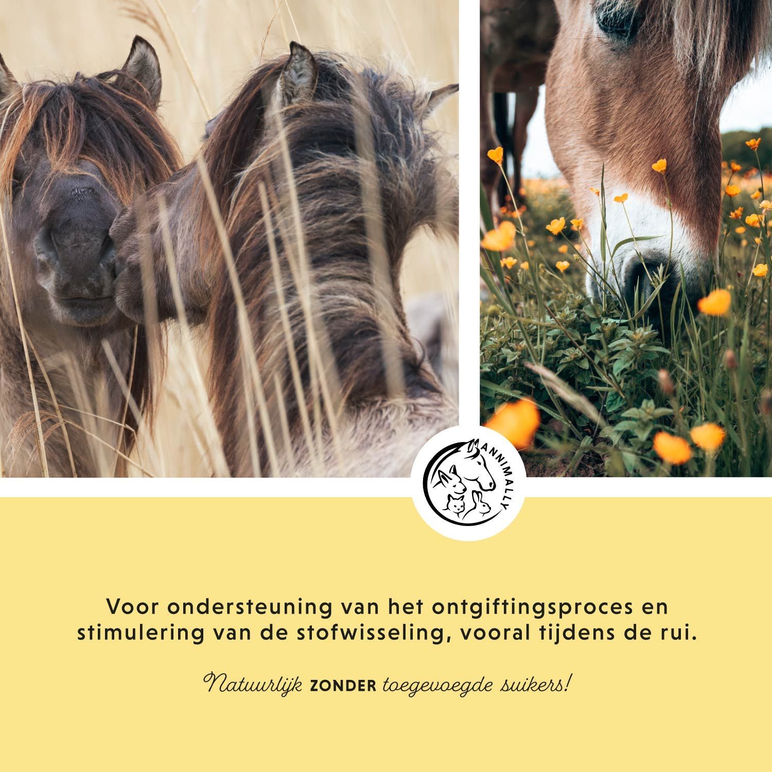 Twee paarden grazen. Tekst over voedingsadvies en dosering. Gemaakt in Duitsland.