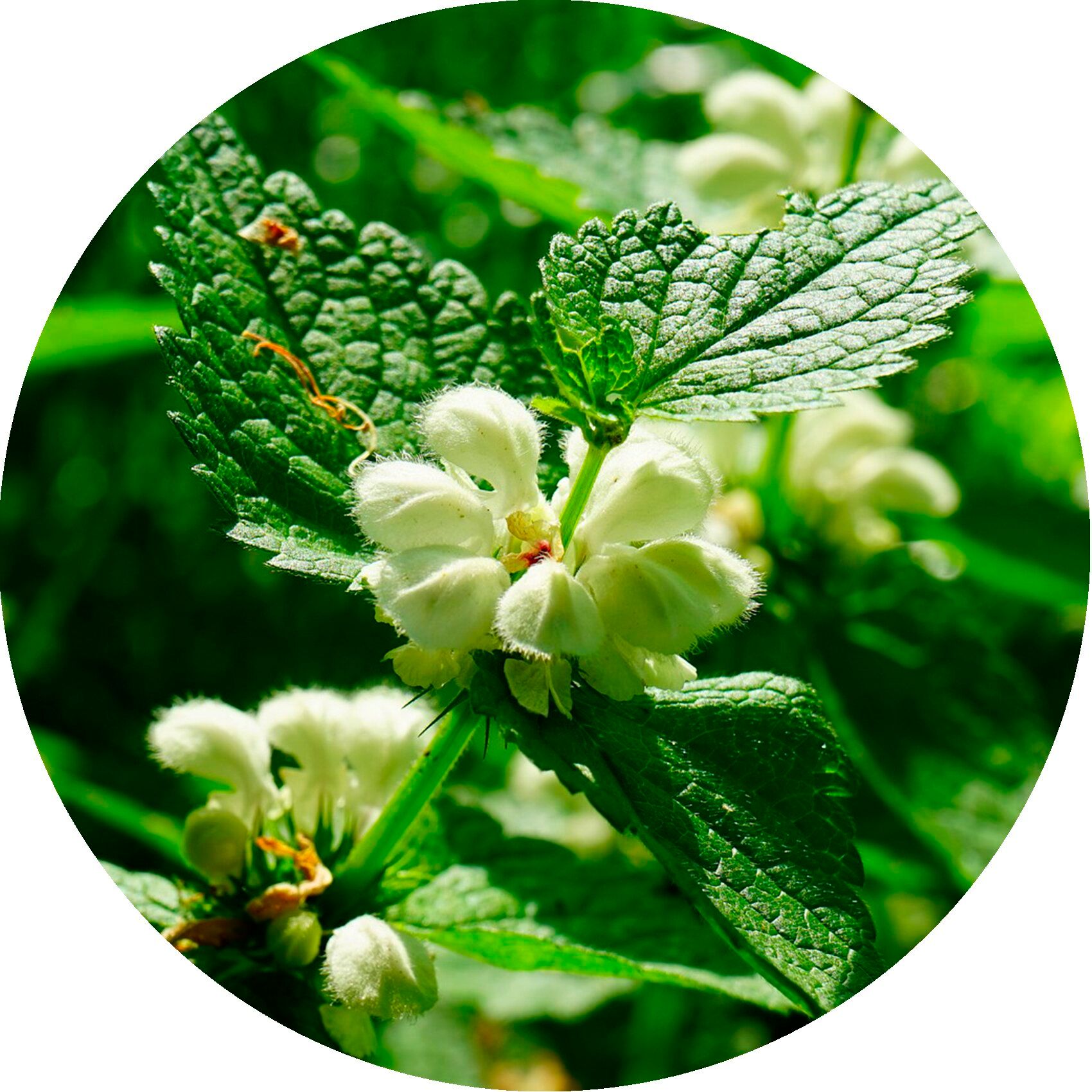 Close-up van witte bloemen met groene bladeren in een cirkelvormig kader.