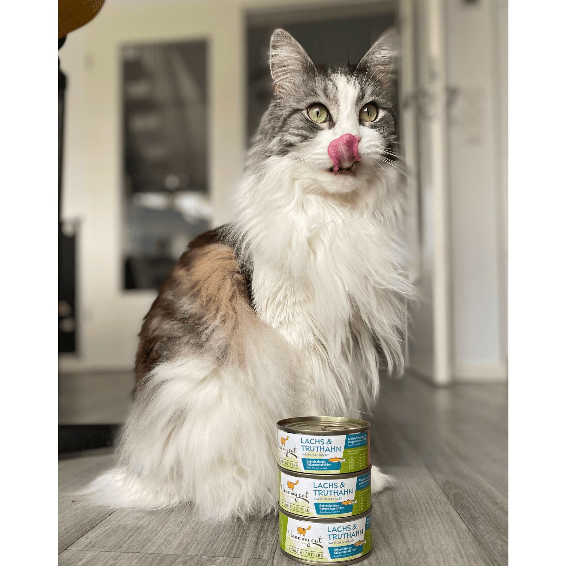 Chat assis devant trois boîtes de nourriture pour chats. Les boîtes sont étiquetées 'Saumon & Dinde'.