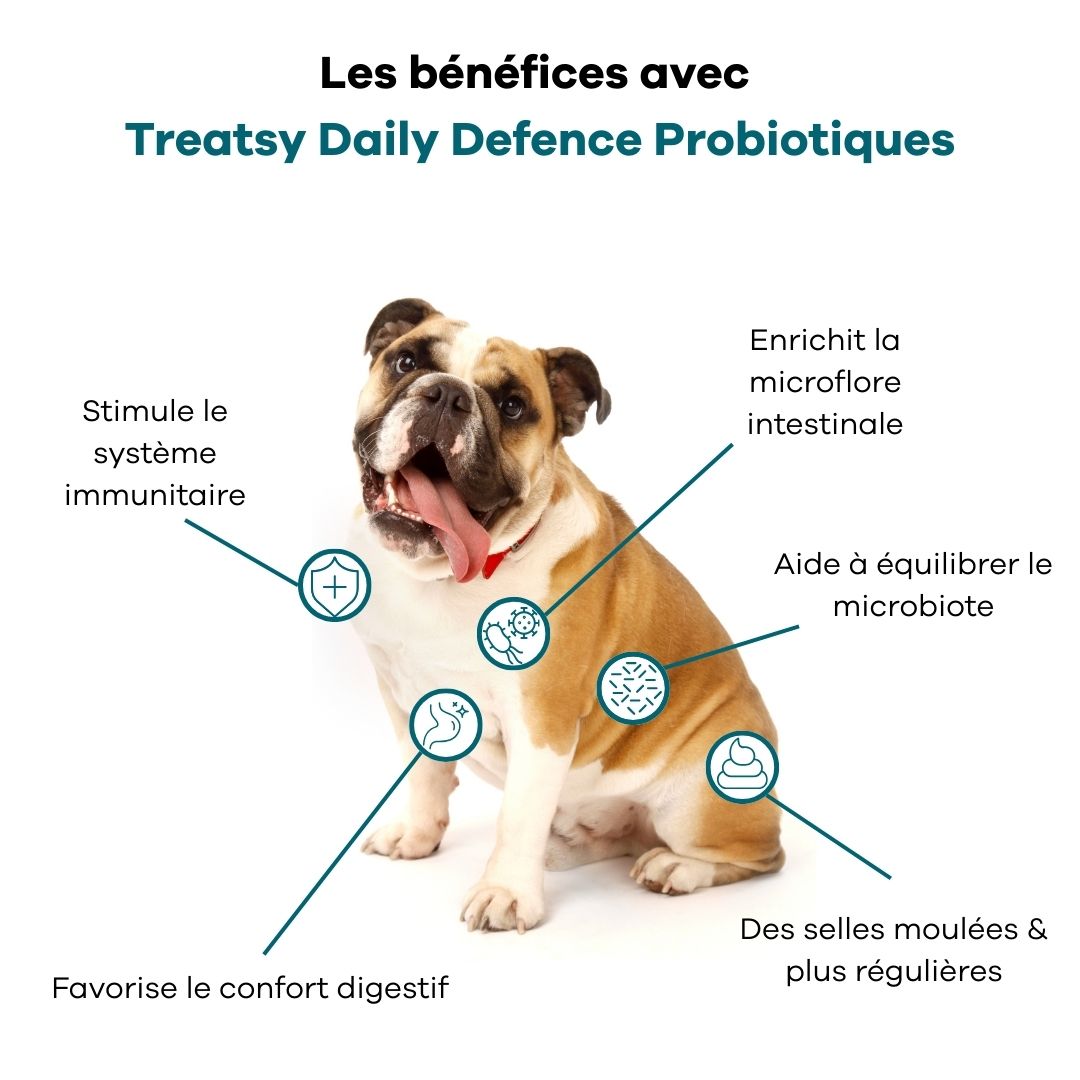 Chien avec infographie. Avantages des probiotiques Treatsy : système immunitaire, flore intestinale, microbiome, digestion, selles.