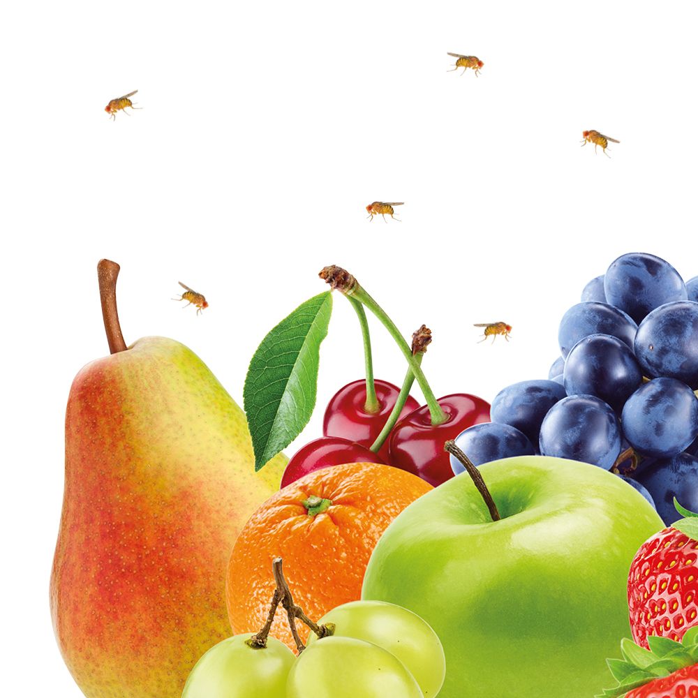 Gros plan sur des fruits : poire, cerises, orange, pomme, raisins et fraise. Quelques mouches des fruits volent.
