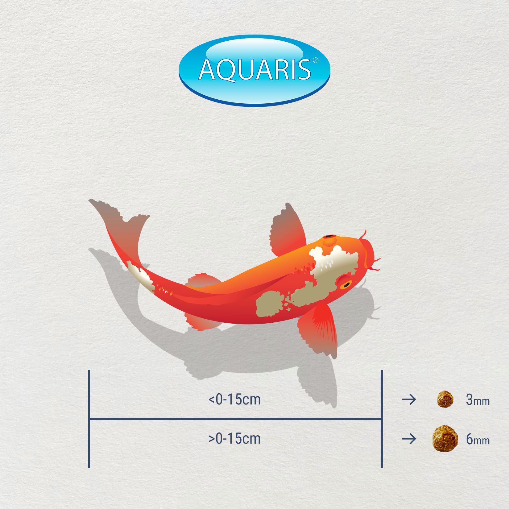 Illustration d'une carpe koï. Comparaison des tailles avec des granulés alimentaires de 3 mm et 6 mm.