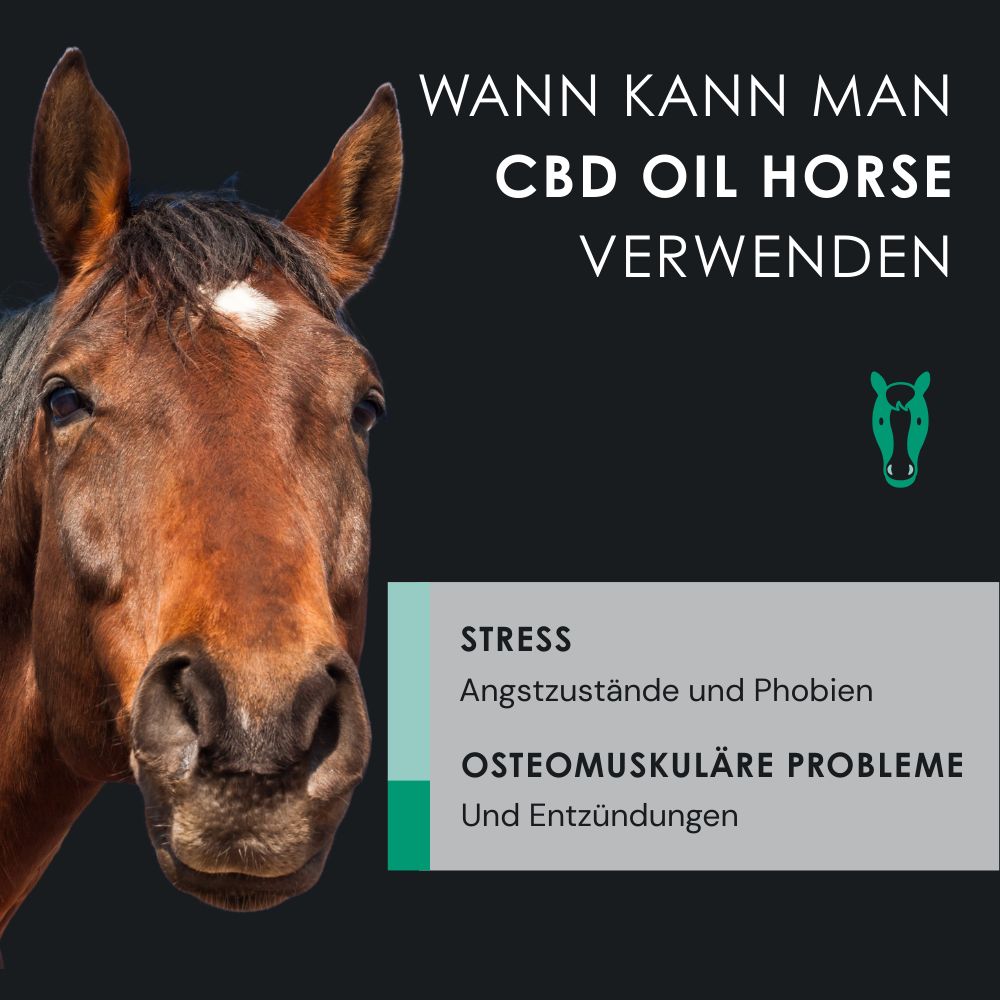 Paardenkop met tekst. CBD Oil Horse. Stress, angst, osteo-musculaire problemen.
