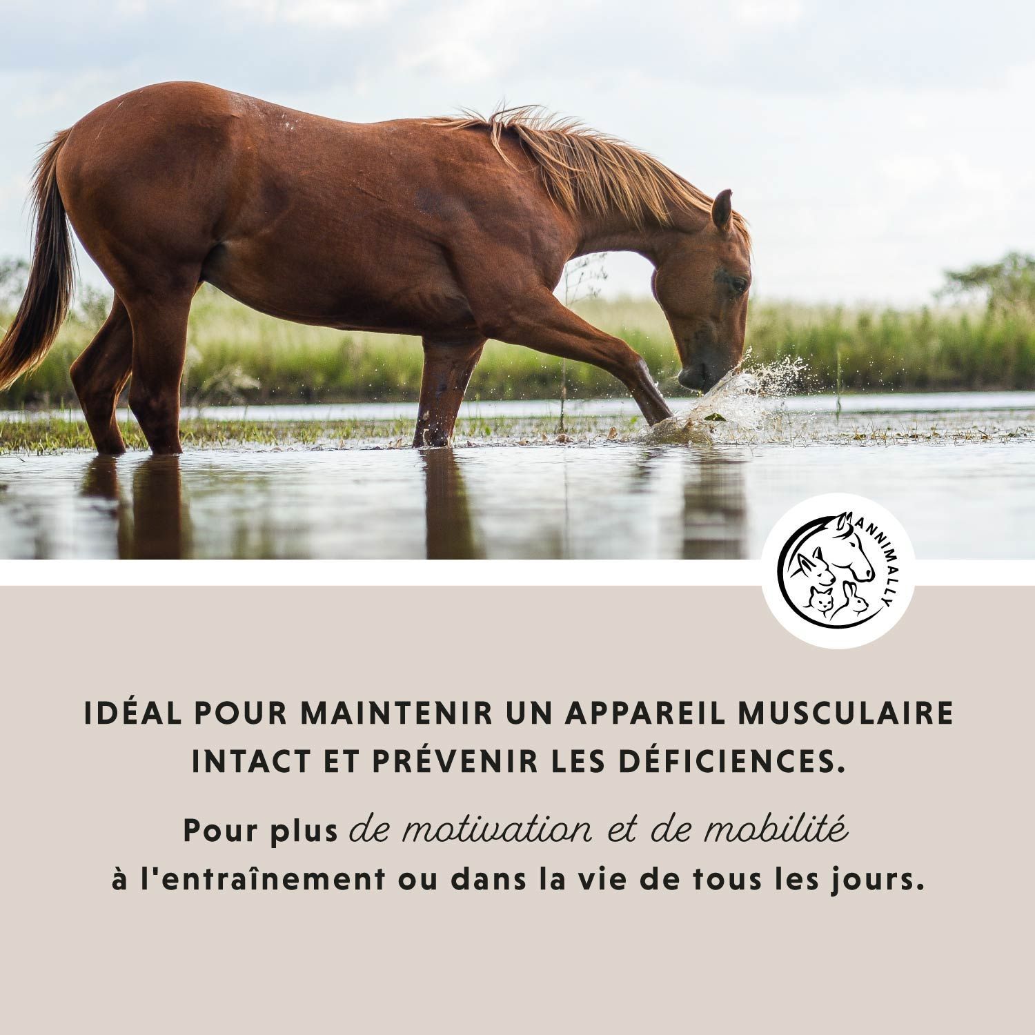 Cheval buvant de l'eau. Texte: Idéal pour un appareil locomoteur intact. Logo.