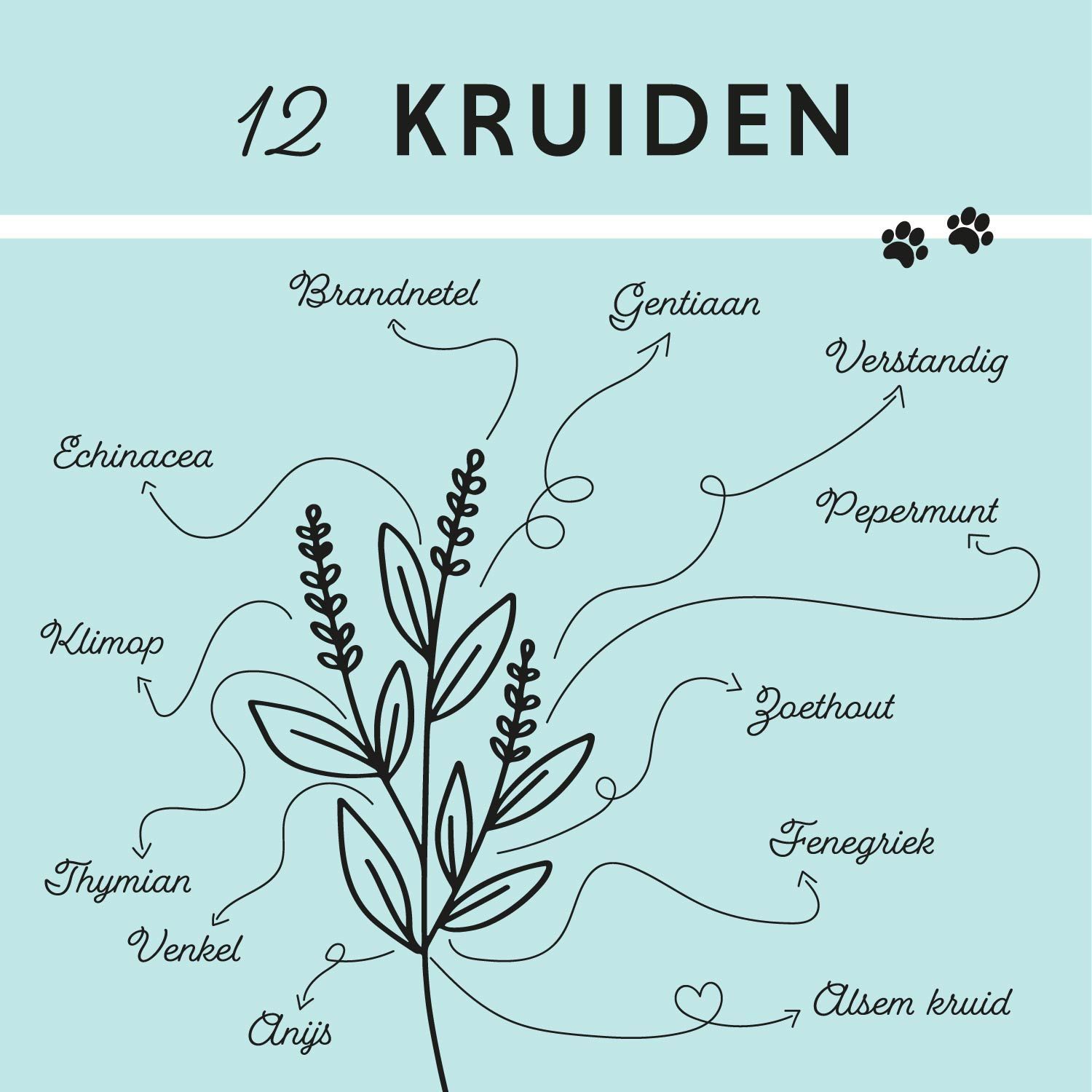 Grafiek met 12 kruiden en pijlen. Kruiden zijn beschreven. Lichtblauwe achtergrond. Poot-symbool.