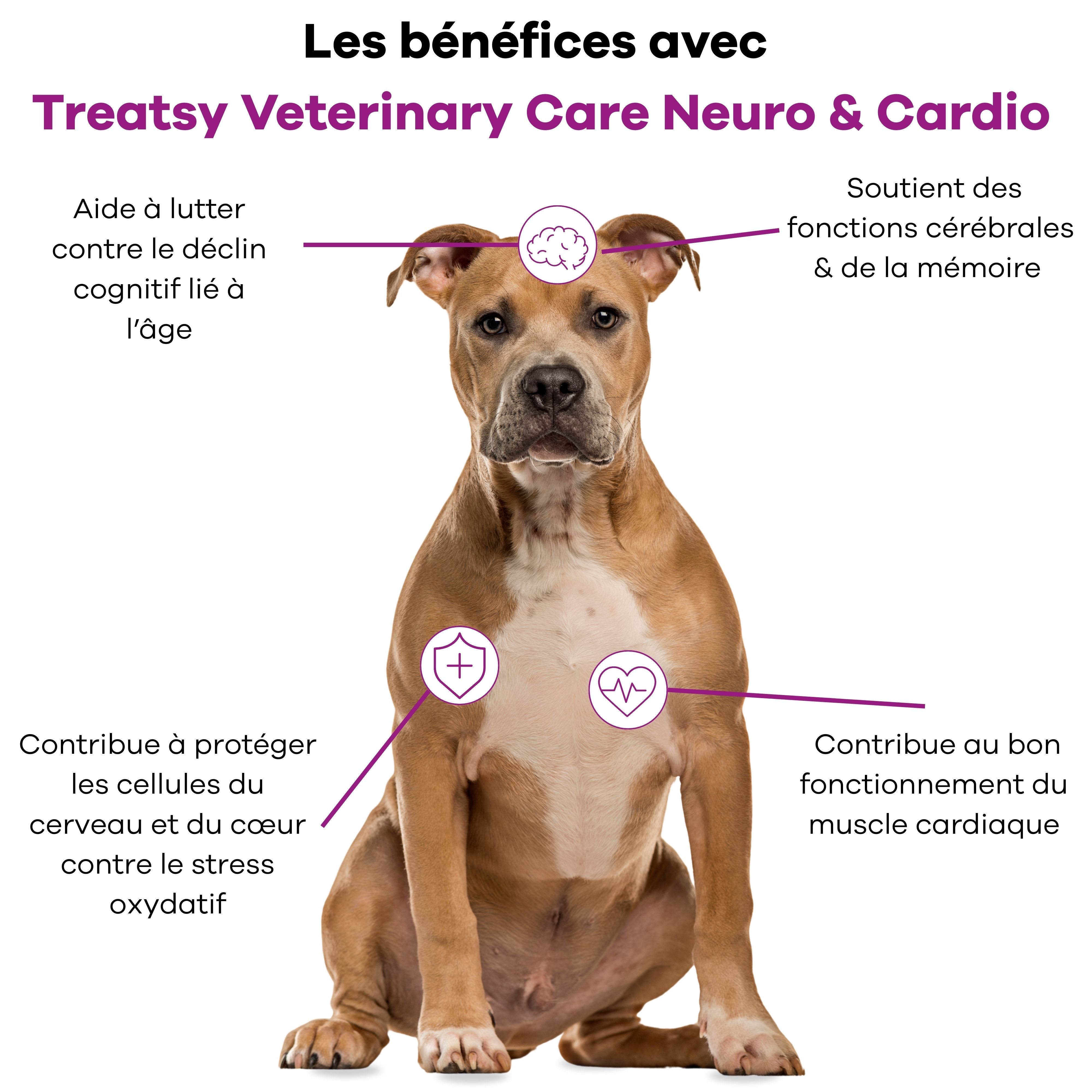 Chien avec diagramme. Avantages de Treatsy Veterinary Care Neuro & Cardio. Texte et symboles pour le cerveau et le cœur.