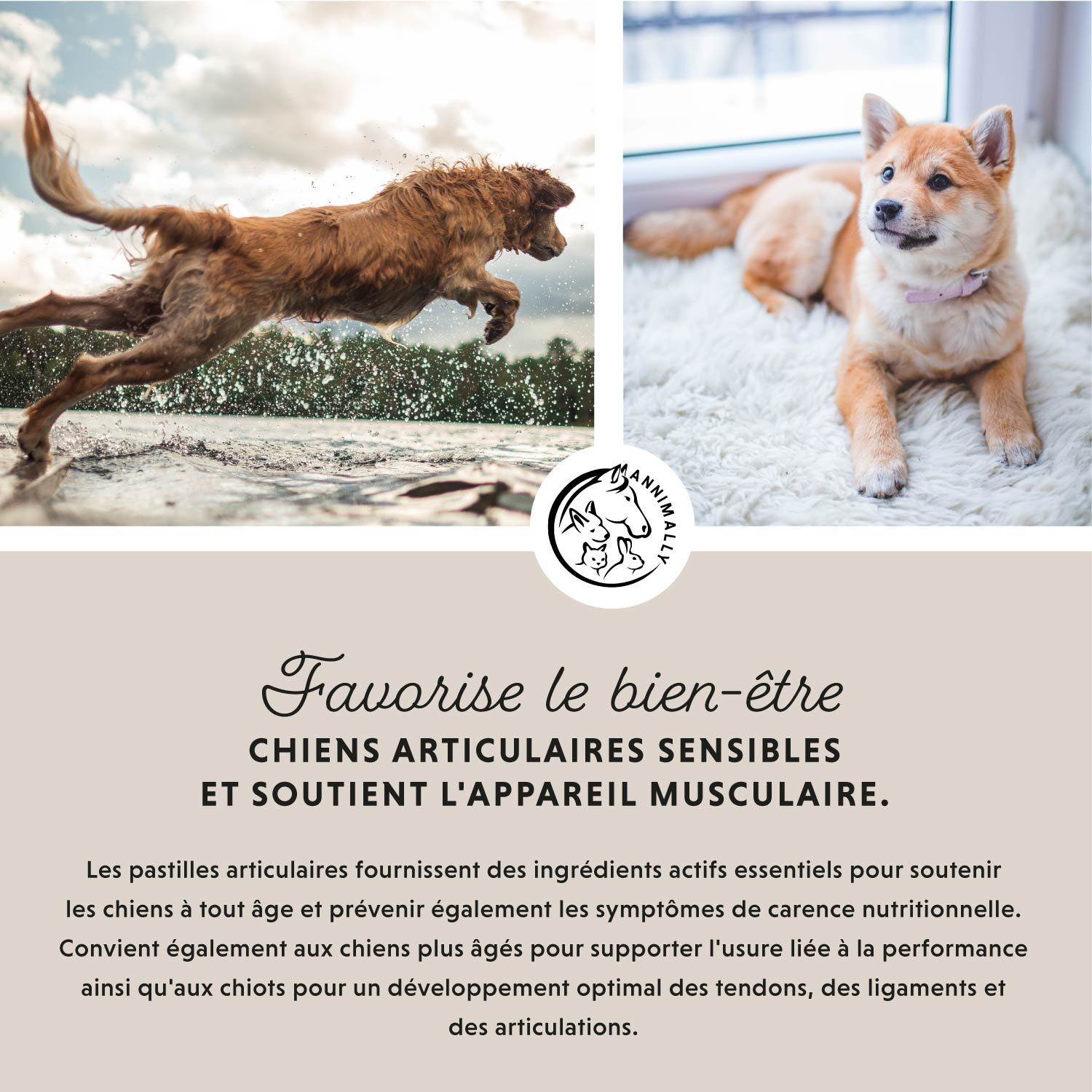 Texte : Favorise le bien-être. Chiens. Logo. Chiens sautent dans l'eau et se couchent. Empreintes de pattes.