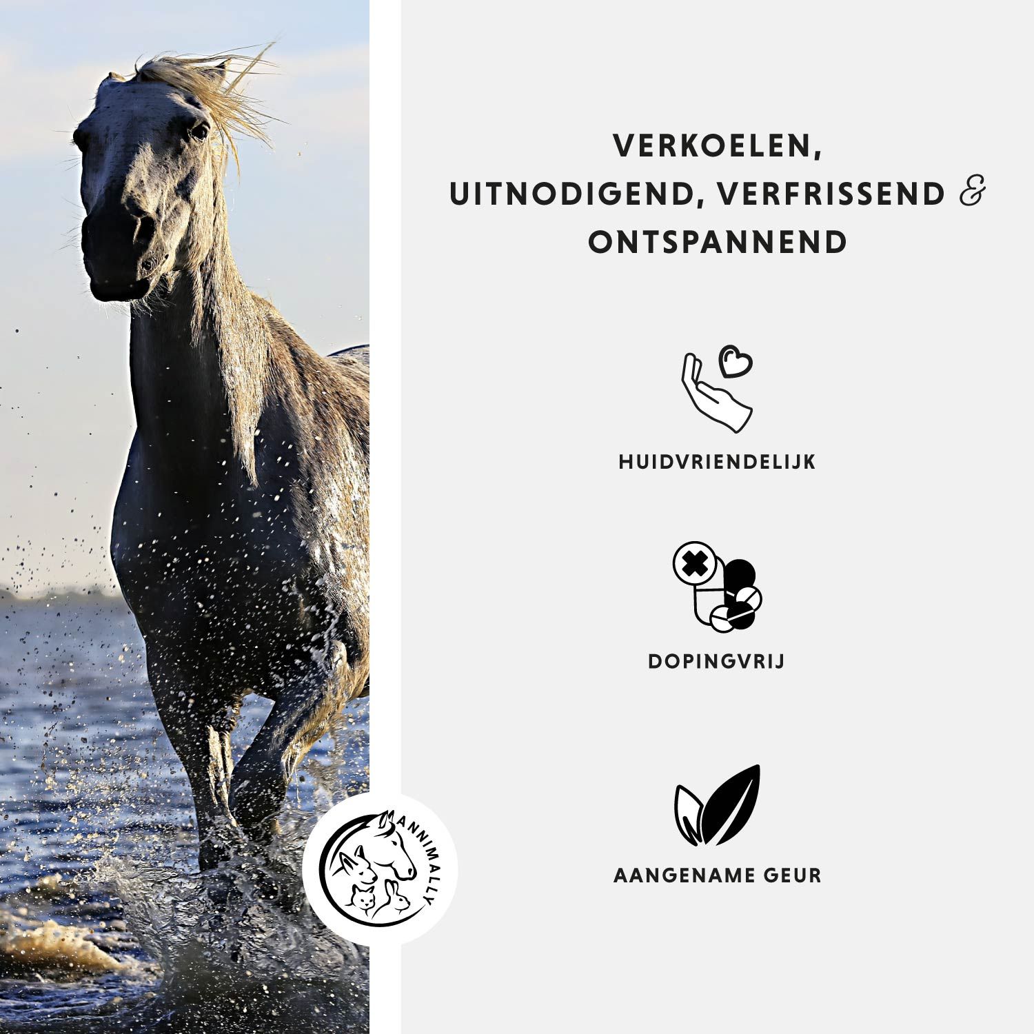 Paard in water. Logo. Tekst: Verkoelen, uitnodigend, verfrissend & ontspannend. Iconen.